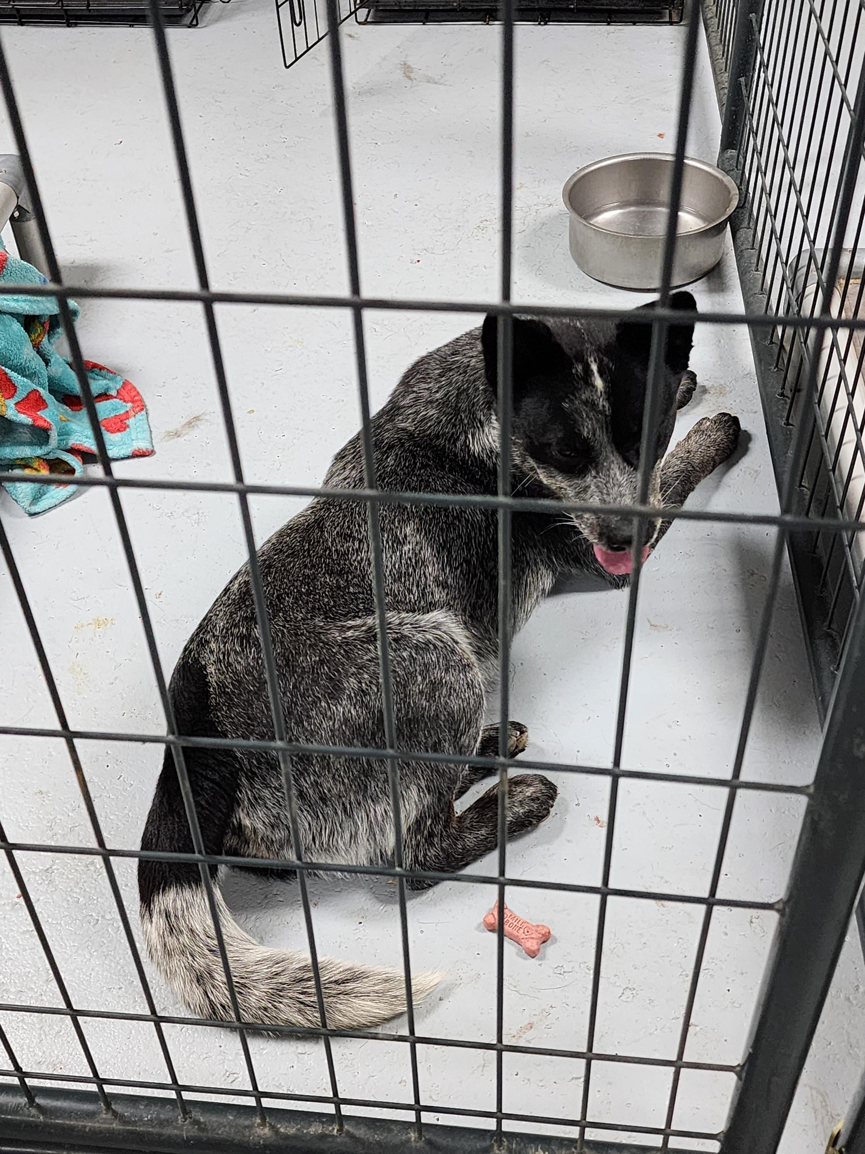 Enlarge Turbo, a ADOPTABLE Australian Cattle Dog / Blue Heeler in Horseshoe Bend, AR image 3/4