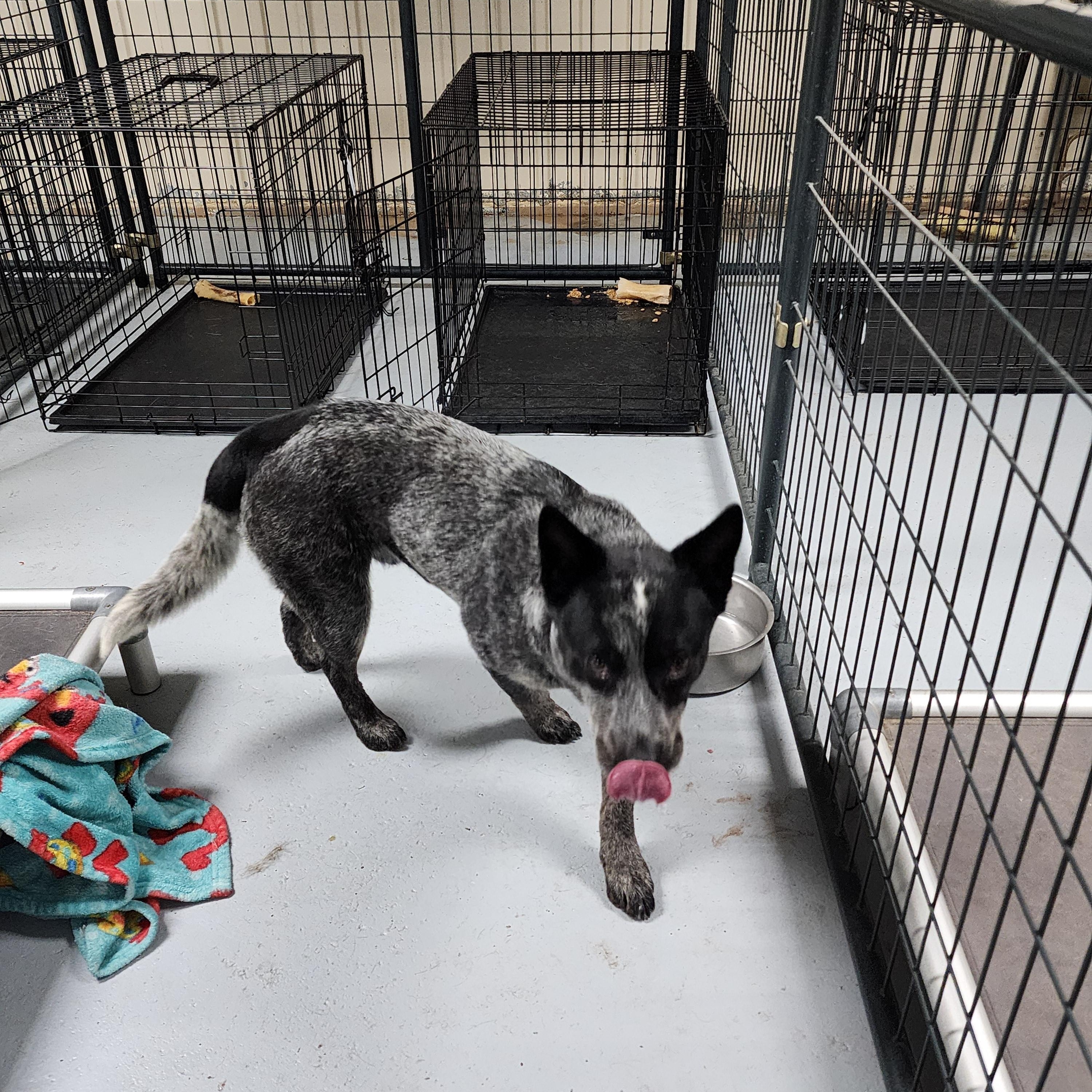 Turbo, ADOPTABLE, Young Male Australian Cattle Dog / Blue Heeler.