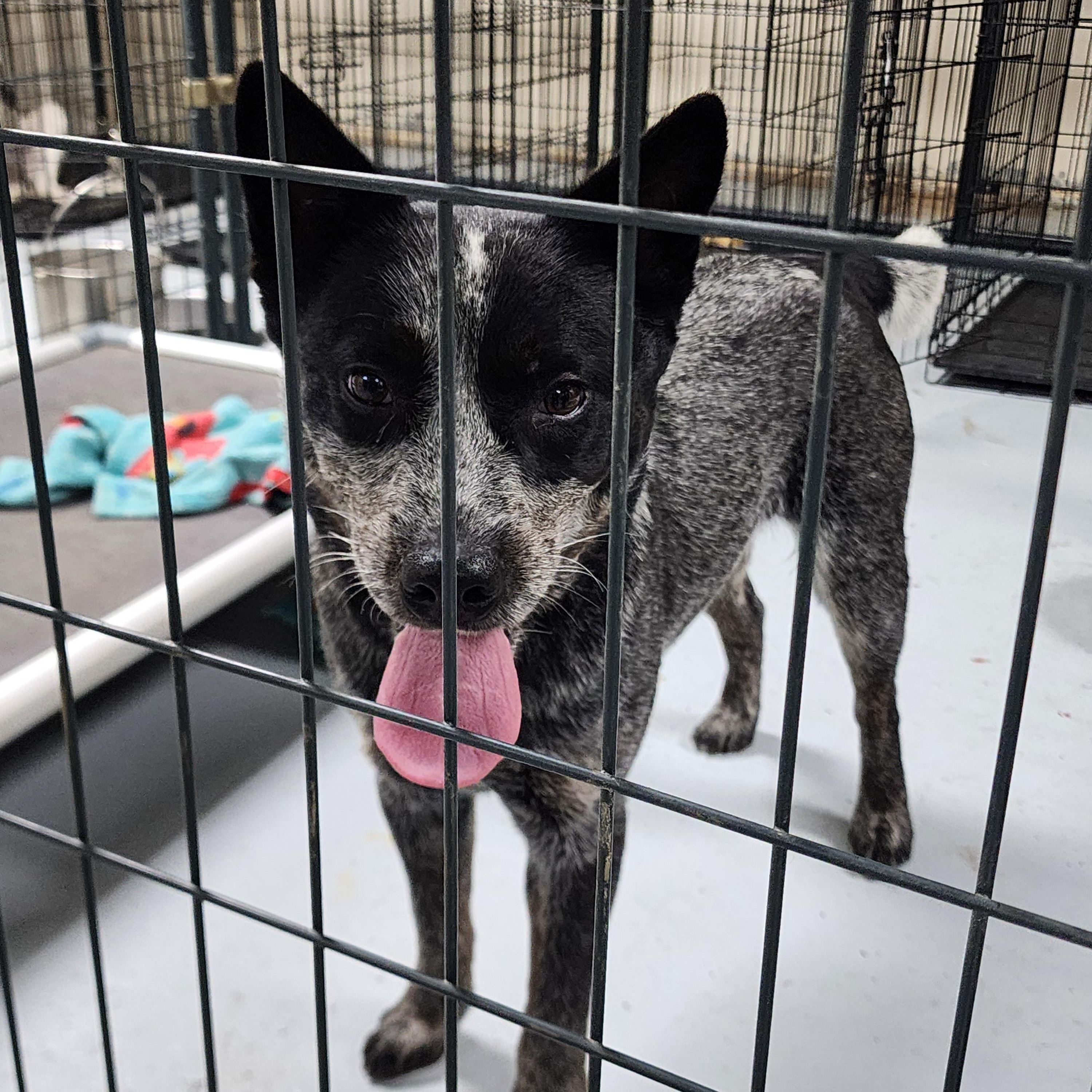 Enlarge Turbo, a ADOPTABLE Australian Cattle Dog / Blue Heeler in Horseshoe Bend, AR image 2/4