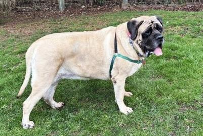 Enlarge Sarge- BONDED TO WYATT, an adoptable Mastiff in Stanwood, WA image 1/3