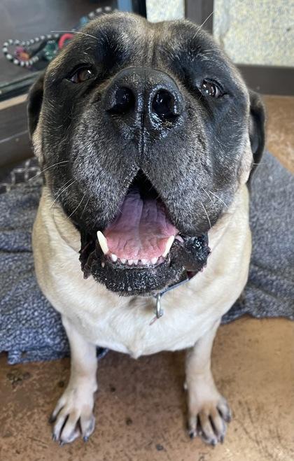 Enlarge Sarge- BONDED TO WYATT, an adoptable Mastiff in Stanwood, WA image 2/3