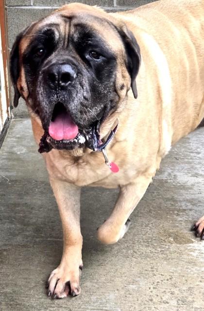 Enlarge Sarge- BONDED TO WYATT, an adoptable Mastiff in Stanwood, WA image 3/3