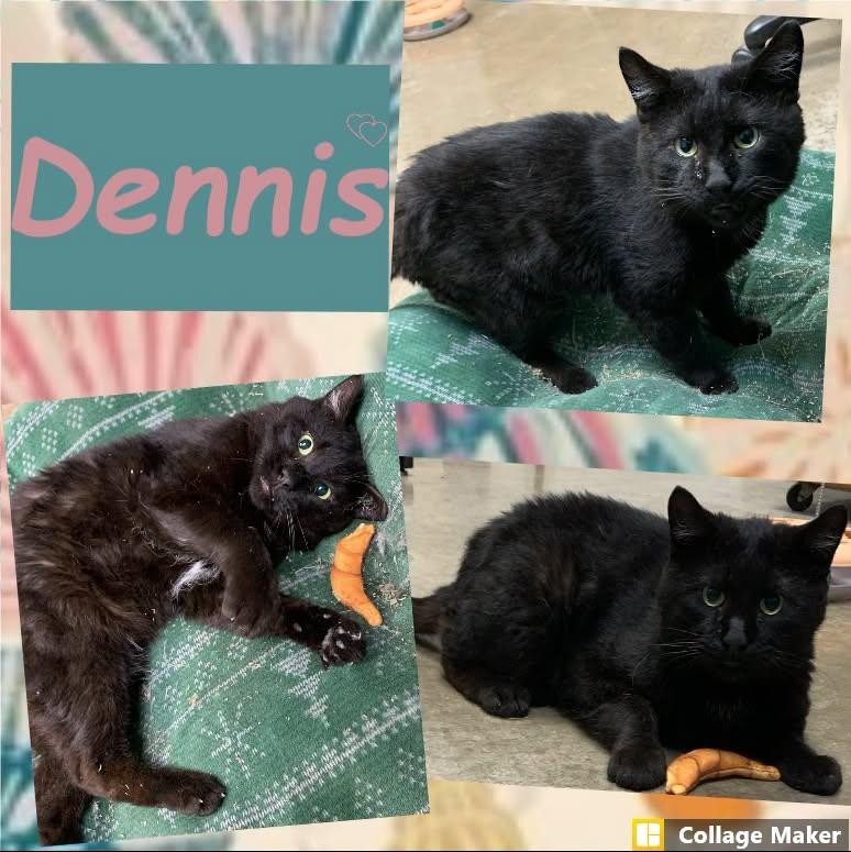 Dennis, ADOPTABLE, Adult Male Domestic Short Hair.