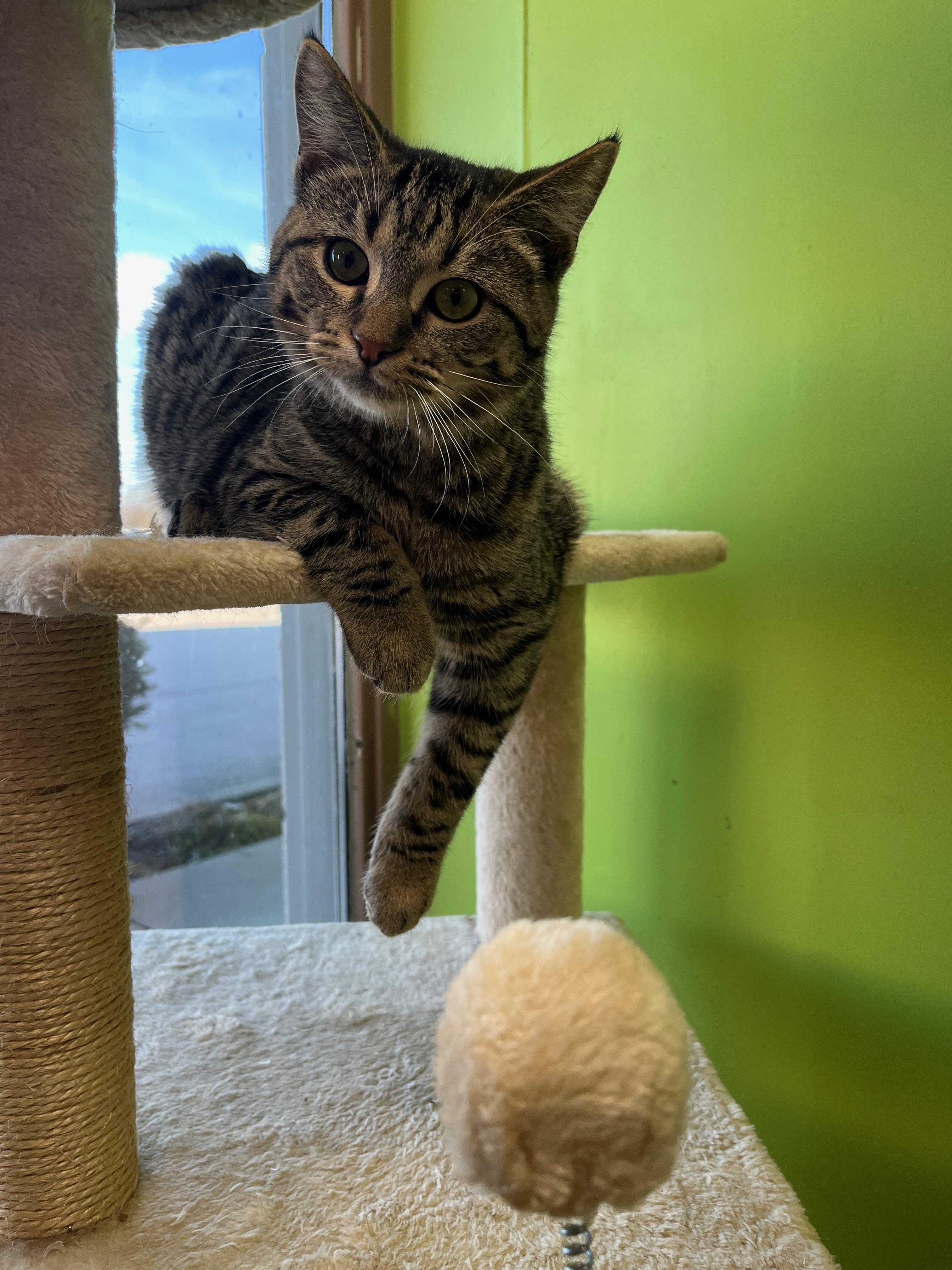 Enlarge Mauve, a Adoptable Domestic Short Hair in Richmond, KY image 2/6