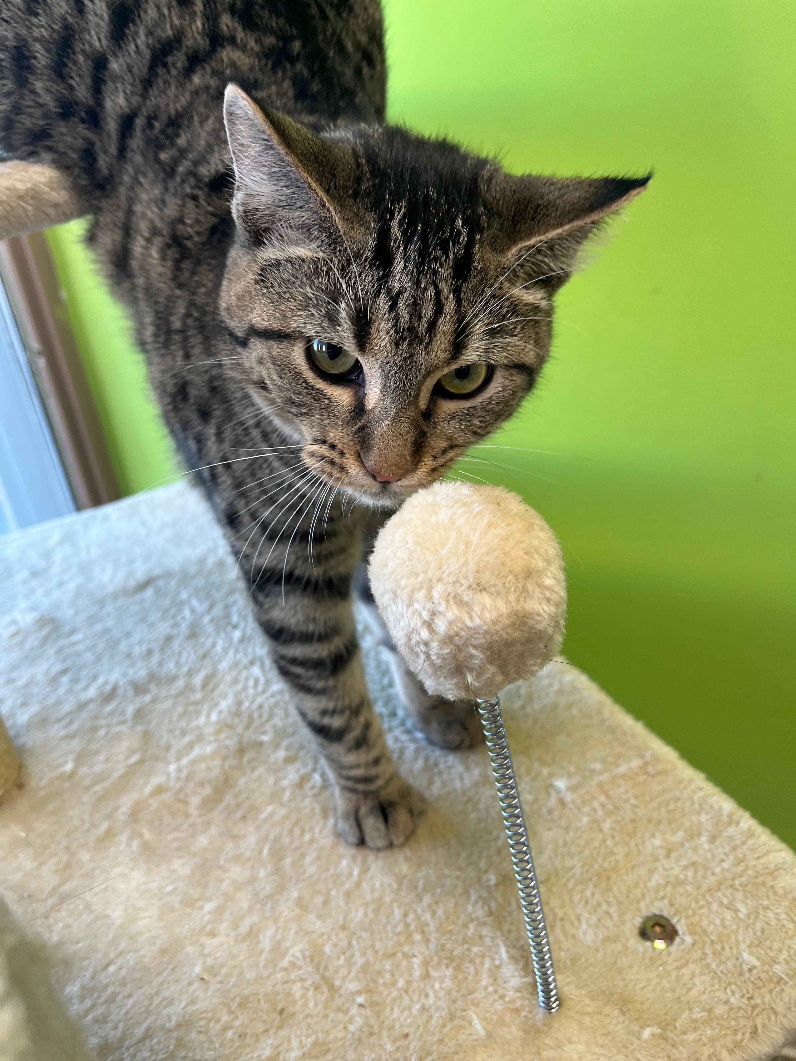 Enlarge Mauve, a Adoptable Domestic Short Hair in Richmond, KY image 3/6