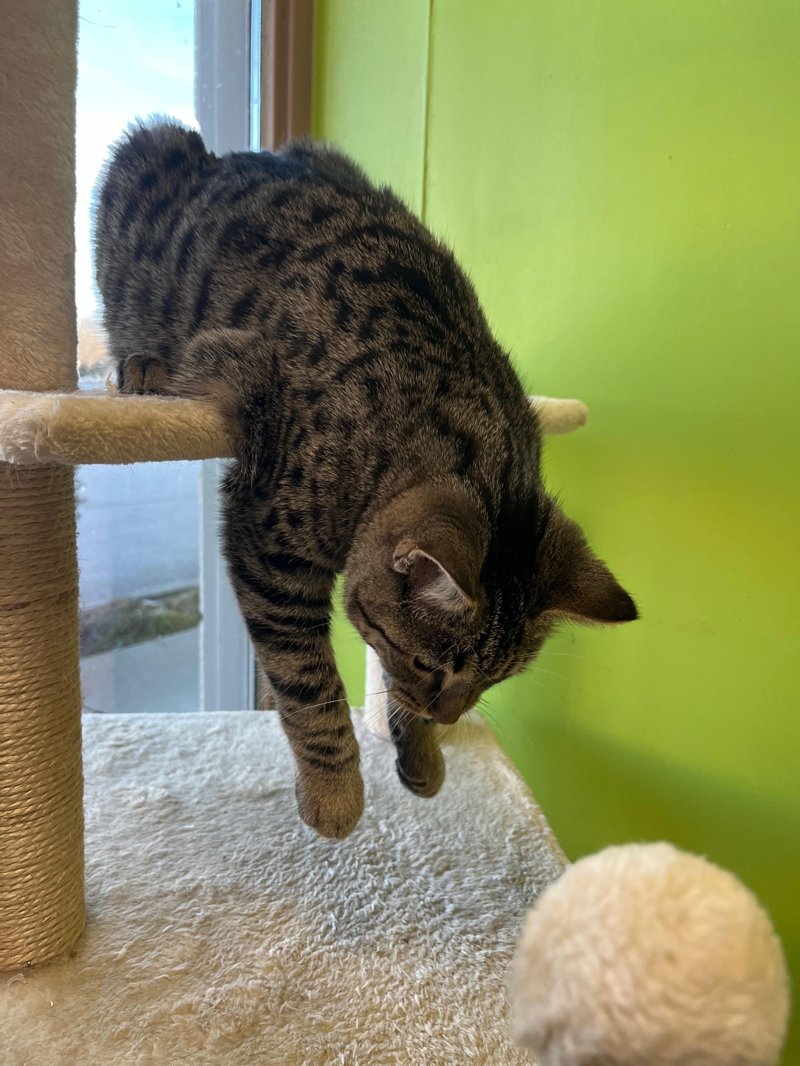 Enlarge Mauve, a Adoptable Domestic Short Hair in Richmond, KY image 5/6