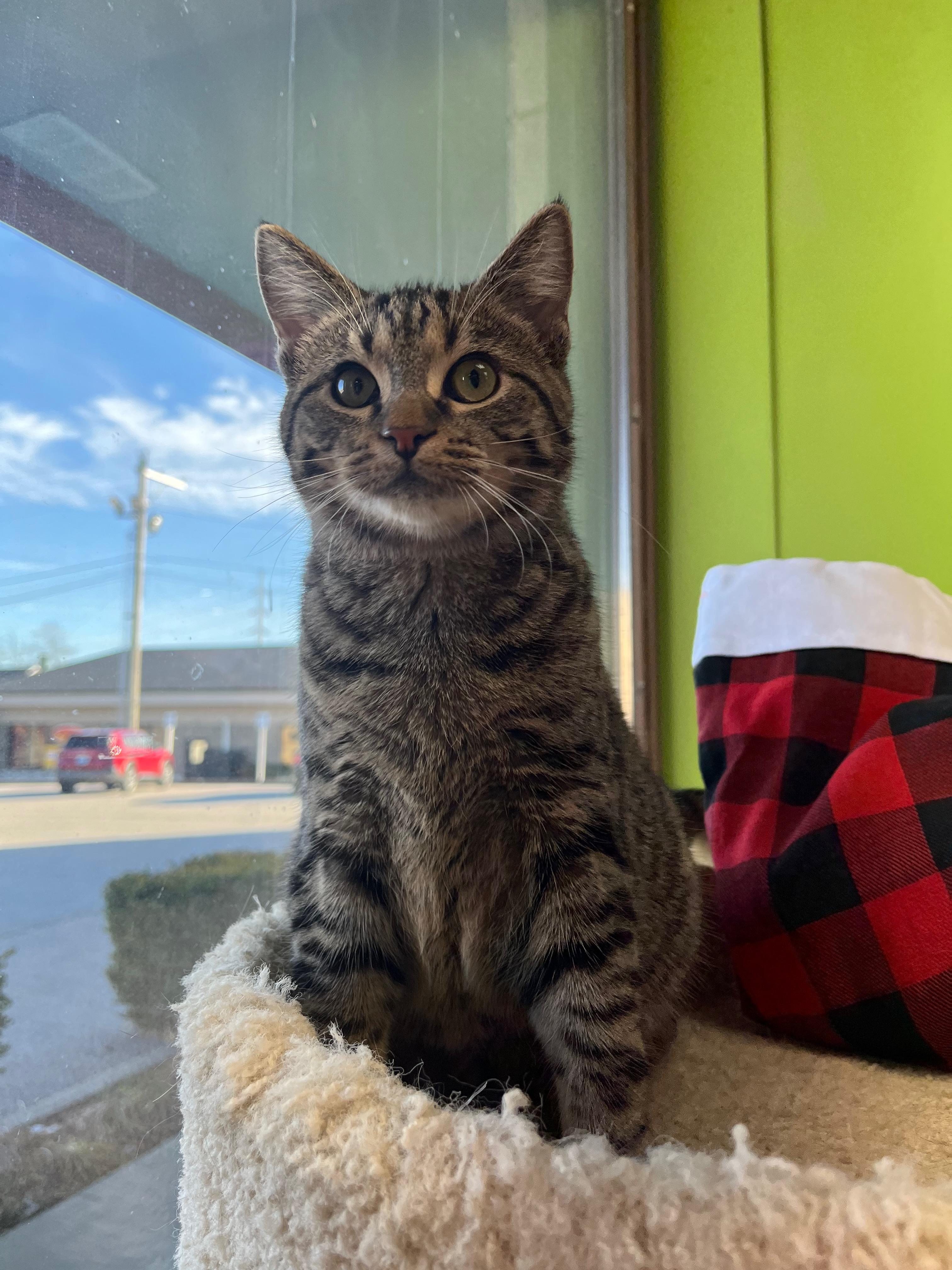Mauve, Adoptable, Kitten Female Domestic Short Hair.