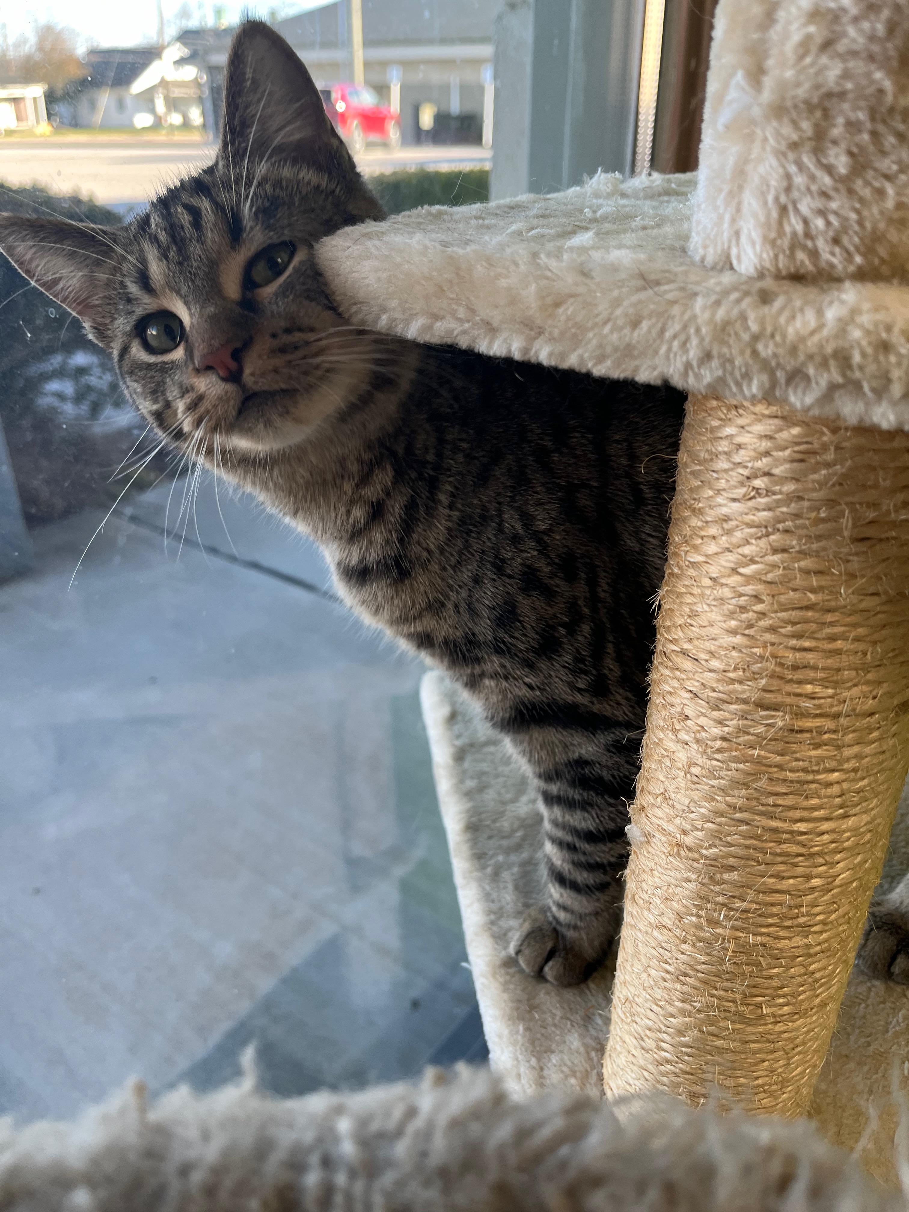 Enlarge Mauve, a Adoptable Domestic Short Hair in Richmond, KY image 4/6