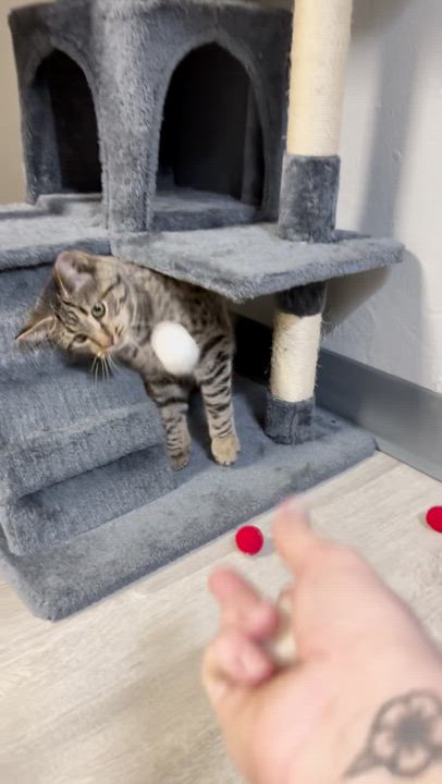 Enlarge Mauve, a Adoptable Domestic Short Hair in Richmond, KY video 6/6