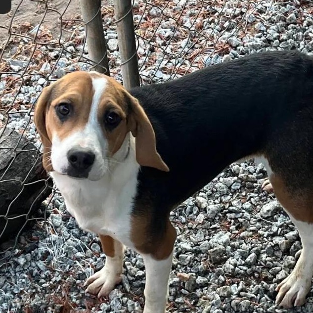 Ed Haven, a ADOPTABLE Beagle in Waldorf, MD image 1/4