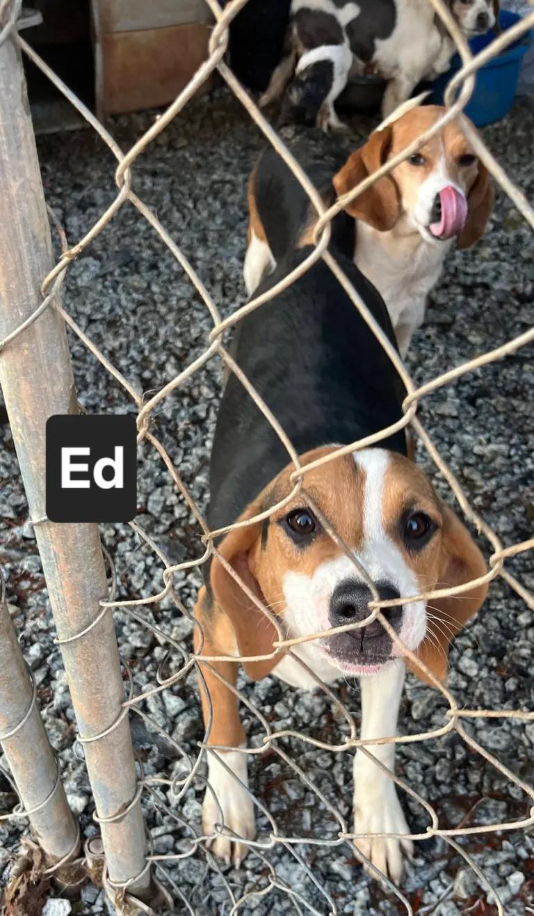 Ed Haven, a ADOPTABLE Beagle in Waldorf, MD image 4/4