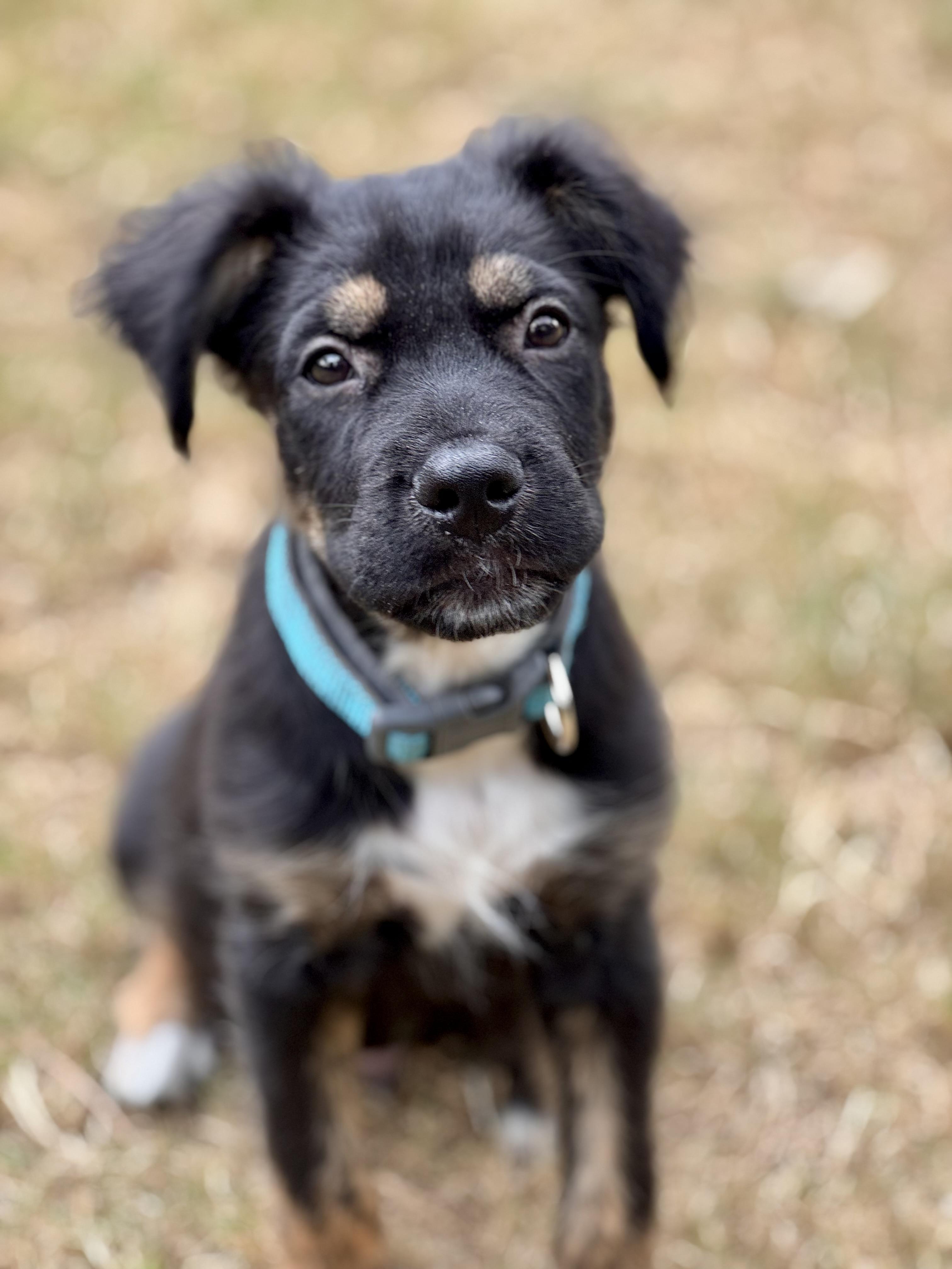 Scooter, Adopted, Puppy Male Australian Shepherd & Labrador Retriever.