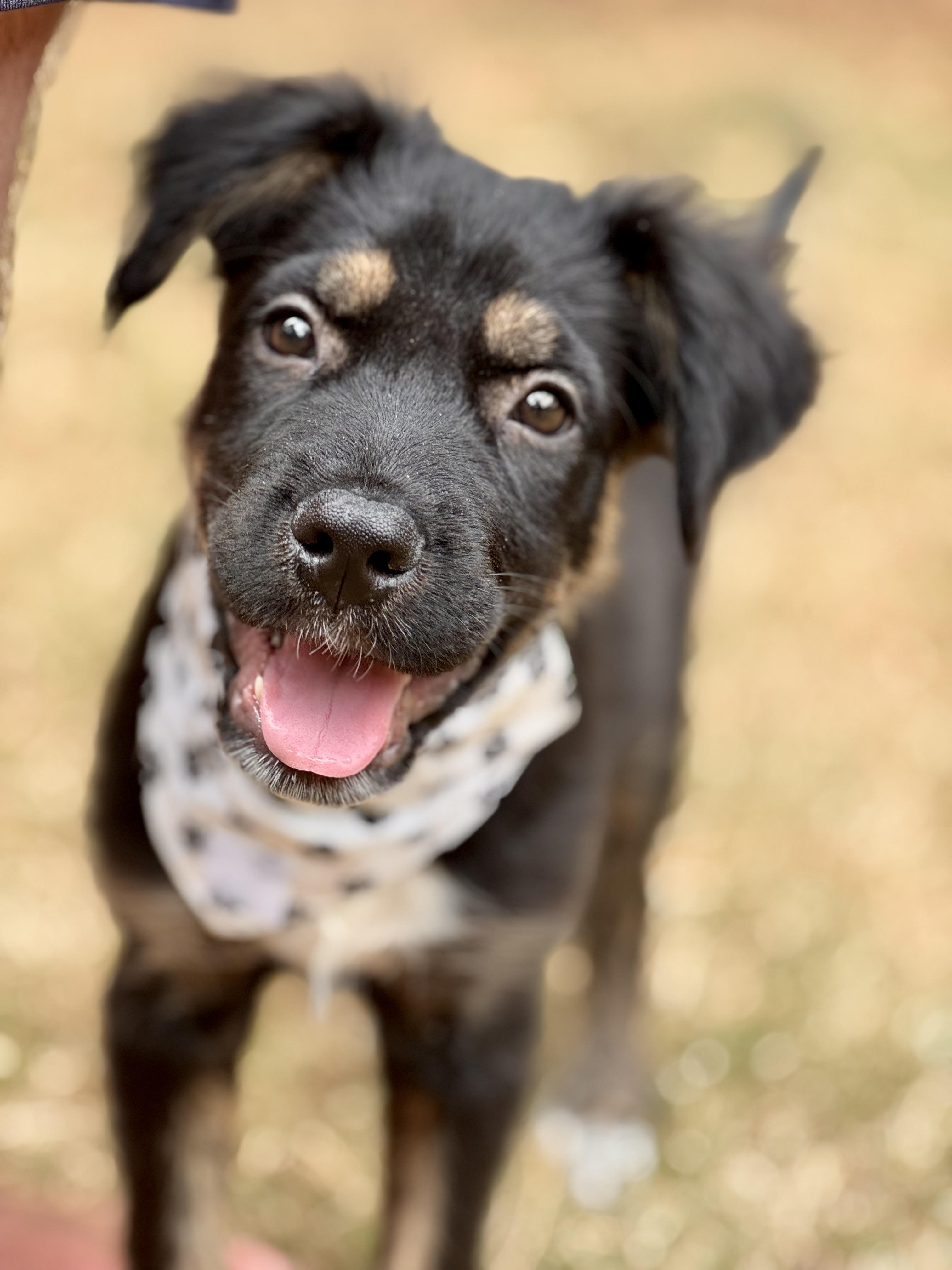 Scooter, a Adopted mixed breed in Alabaster, AL image 2/6