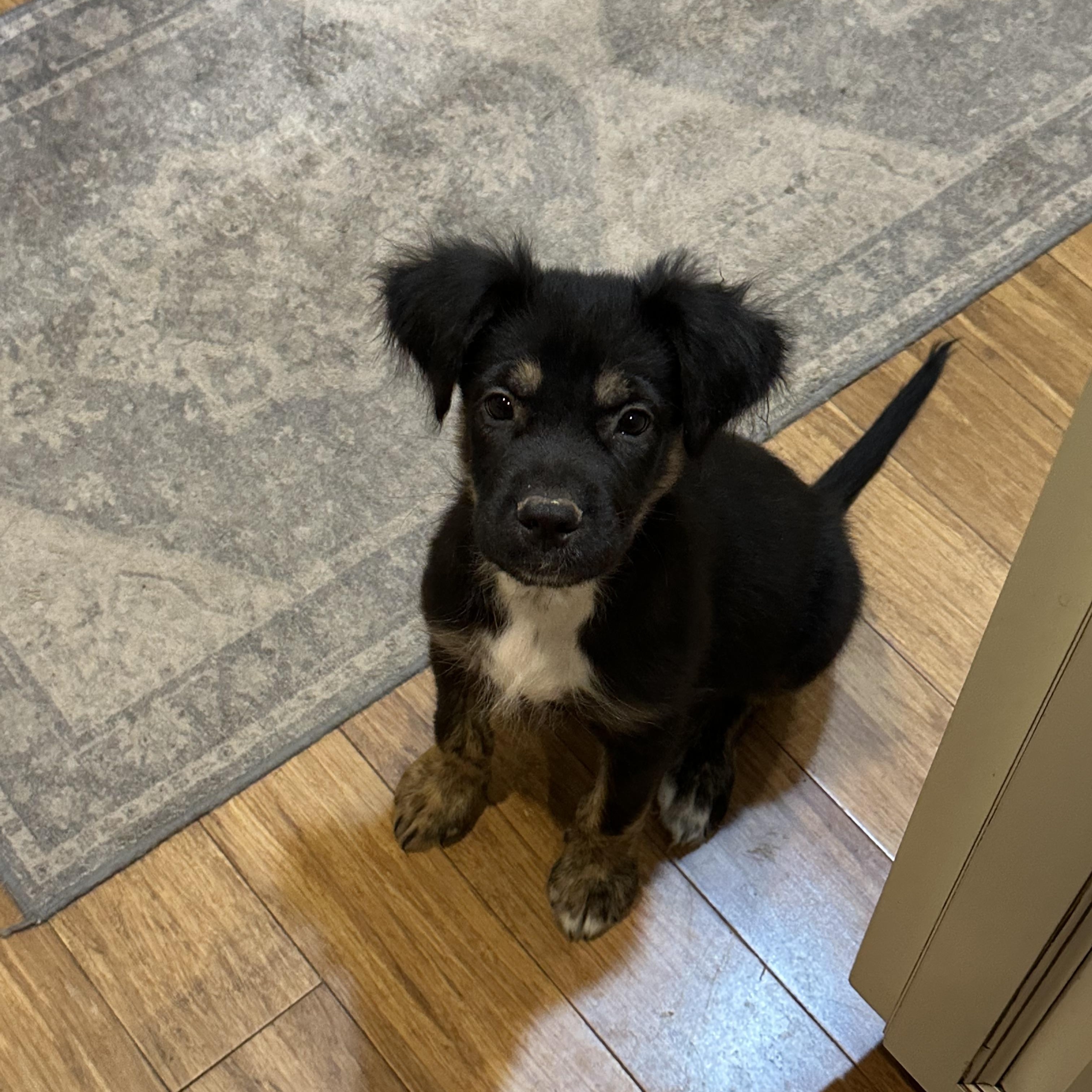 Scooter, a Adopted mixed breed in Alabaster, AL image 3/6