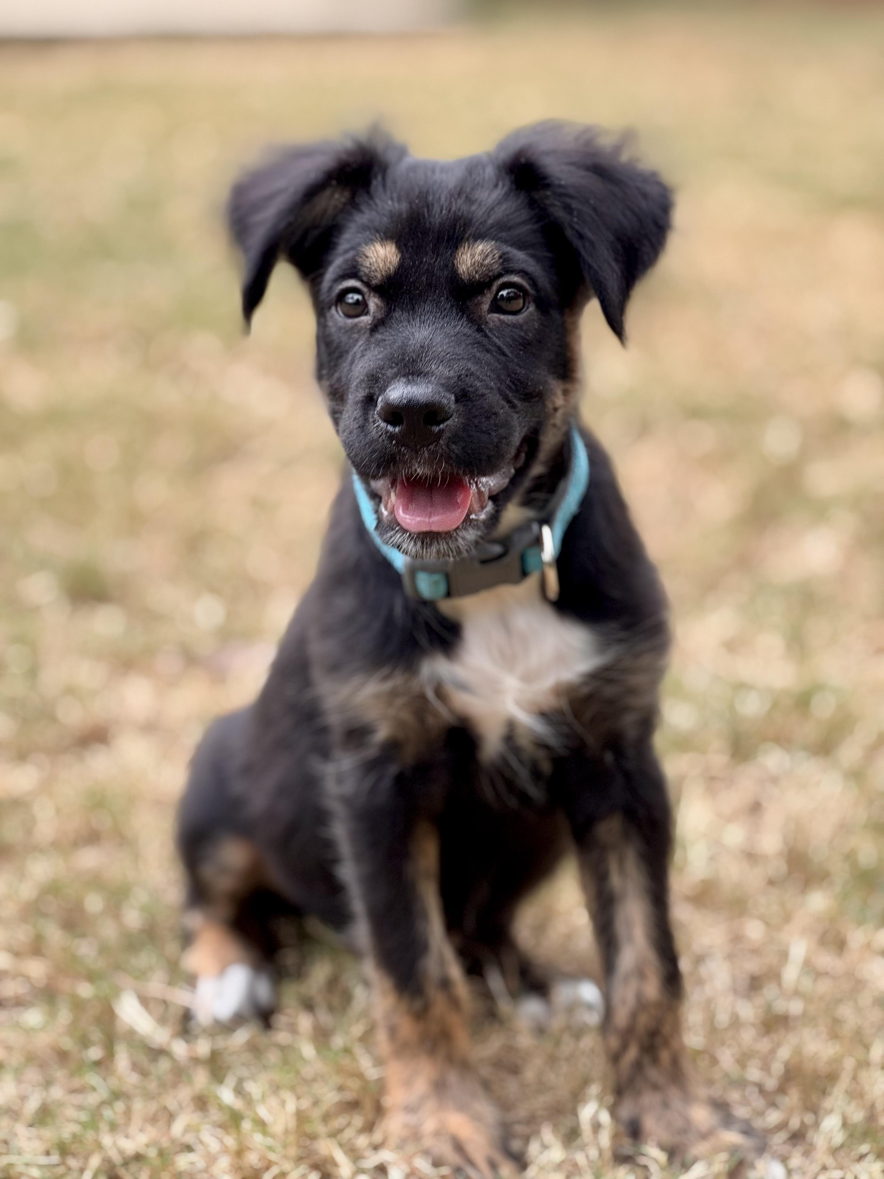Scooter, a Adopted mixed breed in Alabaster, AL image 4/6