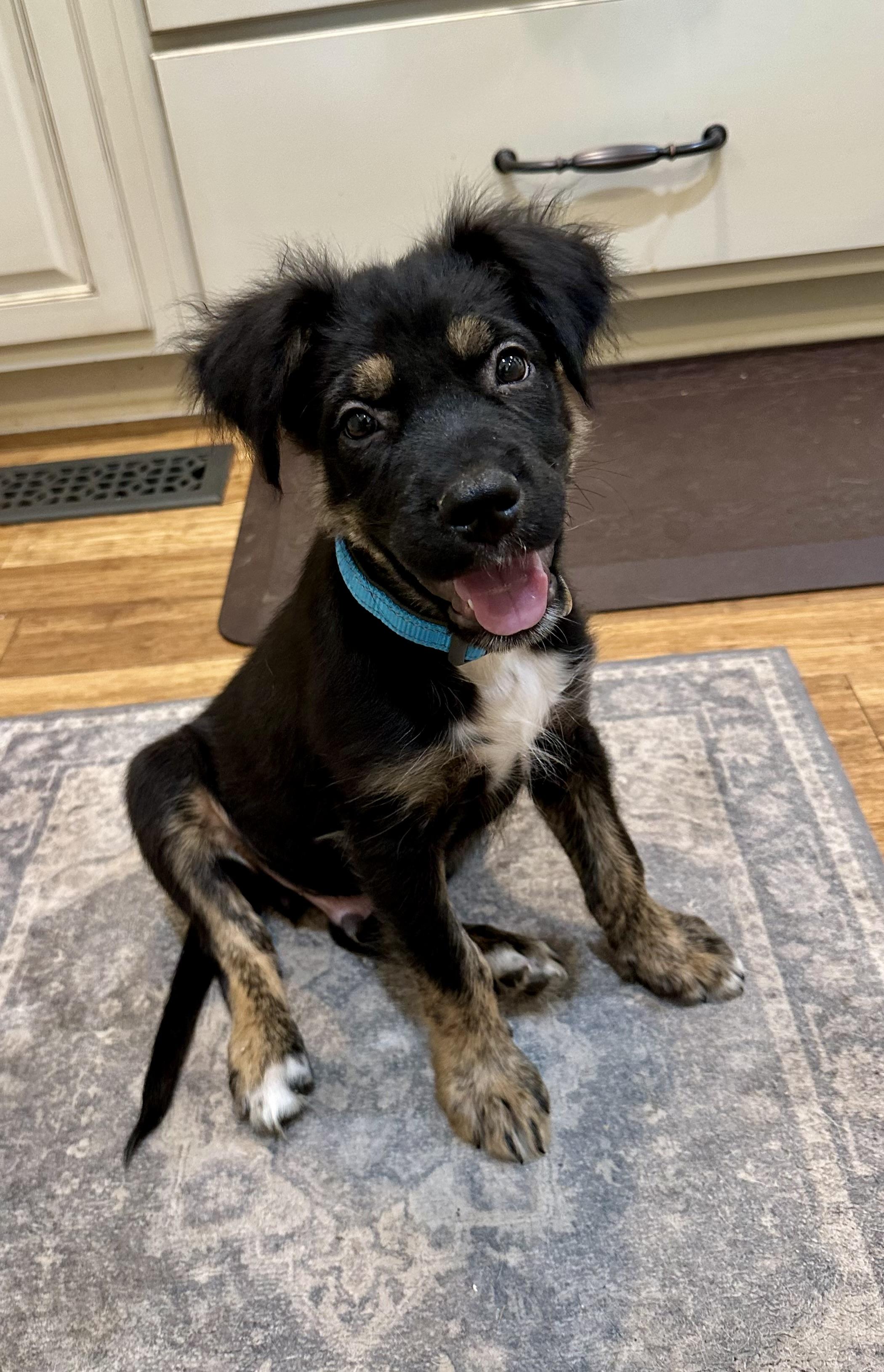 Scooter, a Adopted mixed breed in Alabaster, AL image 5/6