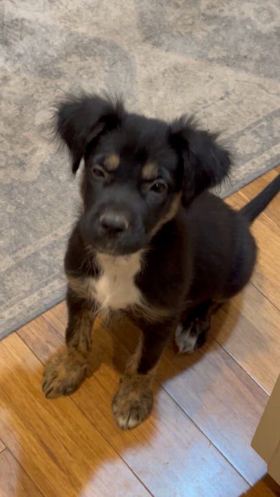 Enlarge Scooter, a Adopted mixed breed in Alabaster, AL video 6/6