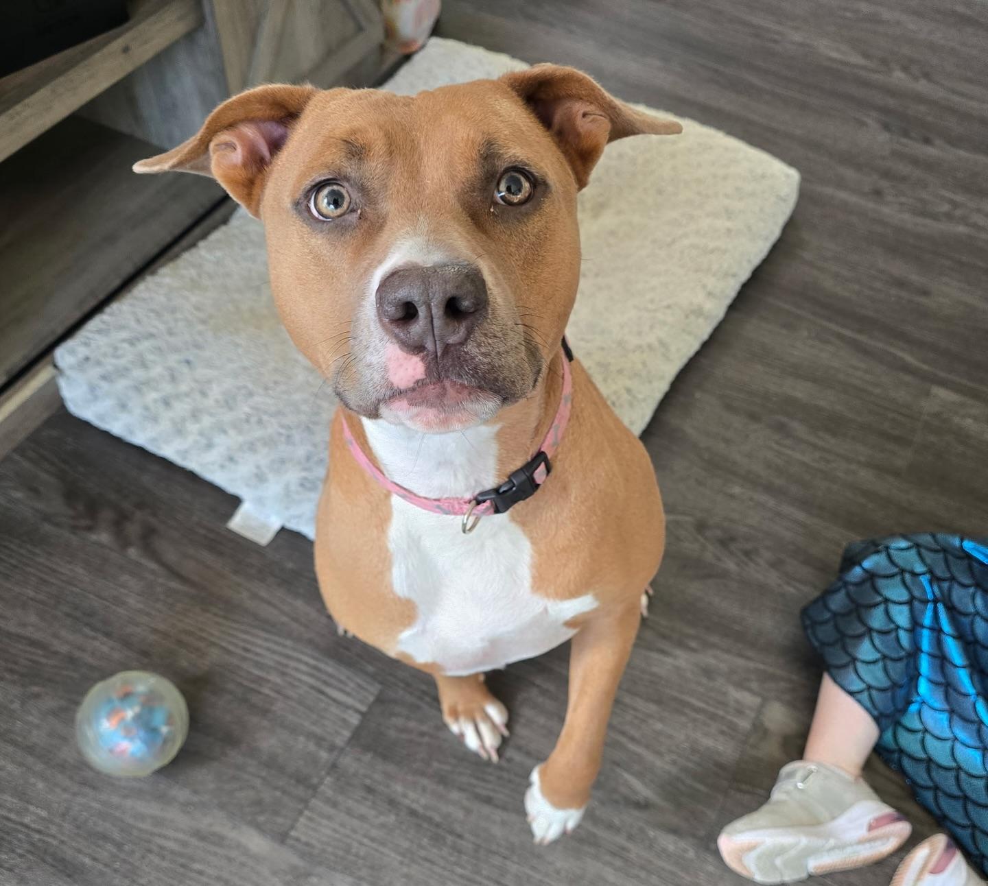 Nala, a Adoptable American Staffordshire Terrier in Salem, NH image 1/5