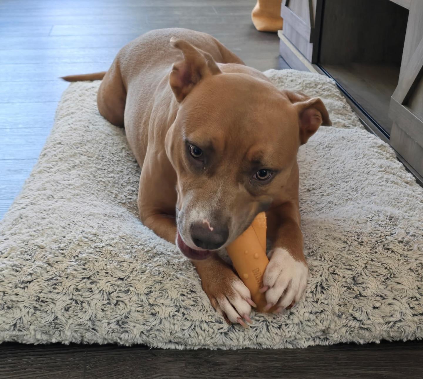 Nala, a Adoptable American Staffordshire Terrier in Salem, NH image 2/5