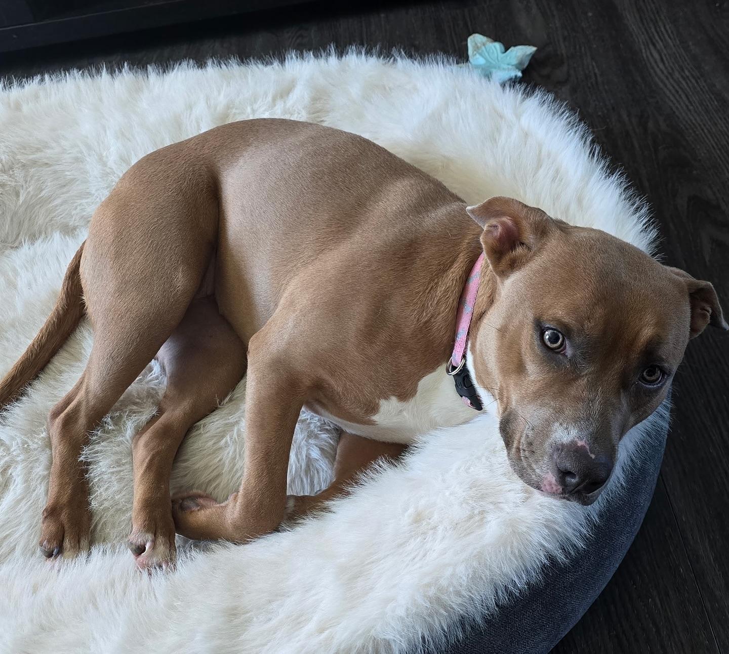 Nala, a Adoptable American Staffordshire Terrier in Salem, NH image 3/5