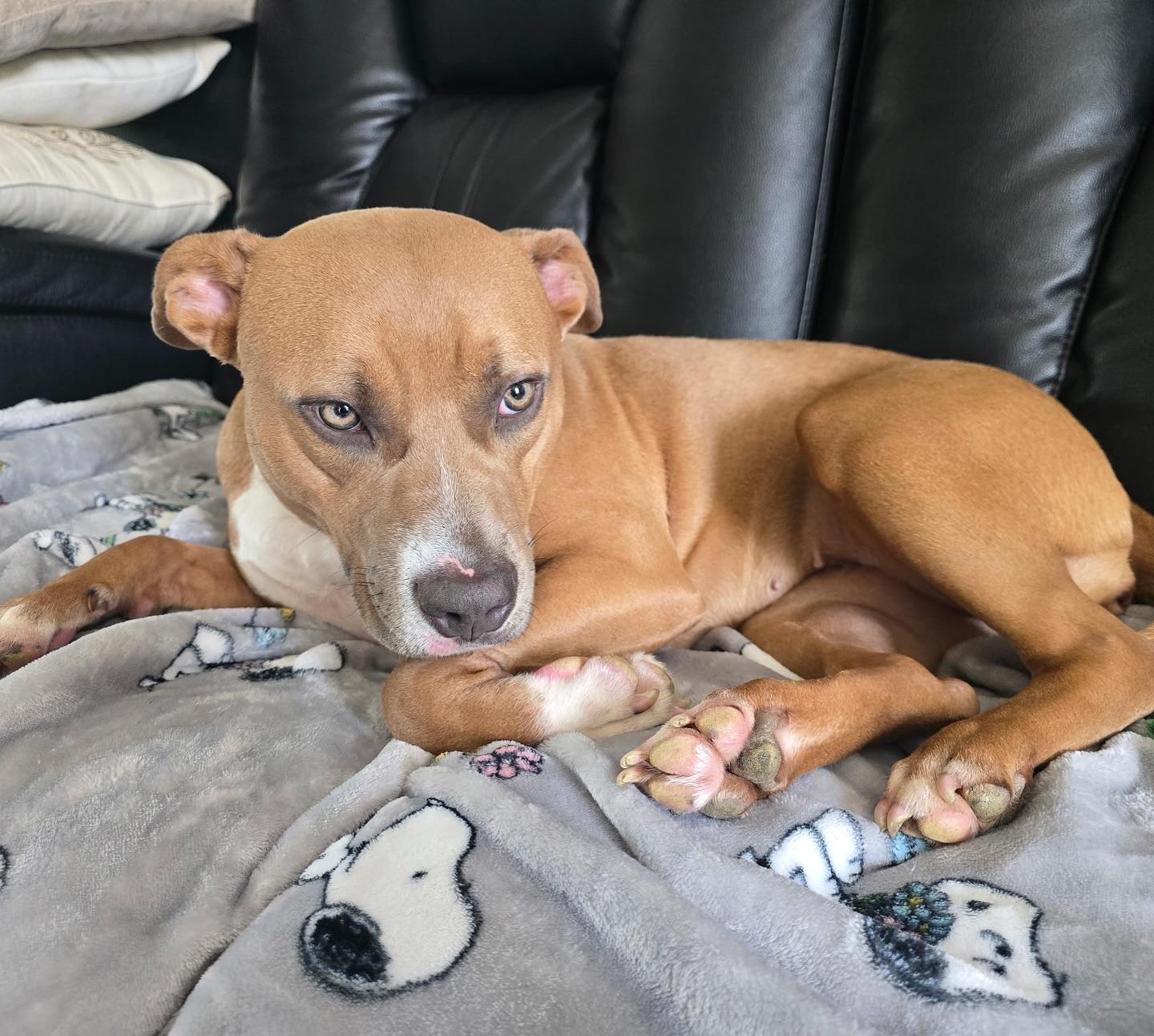 Nala, a Adoptable American Staffordshire Terrier in Salem, NH image 4/5