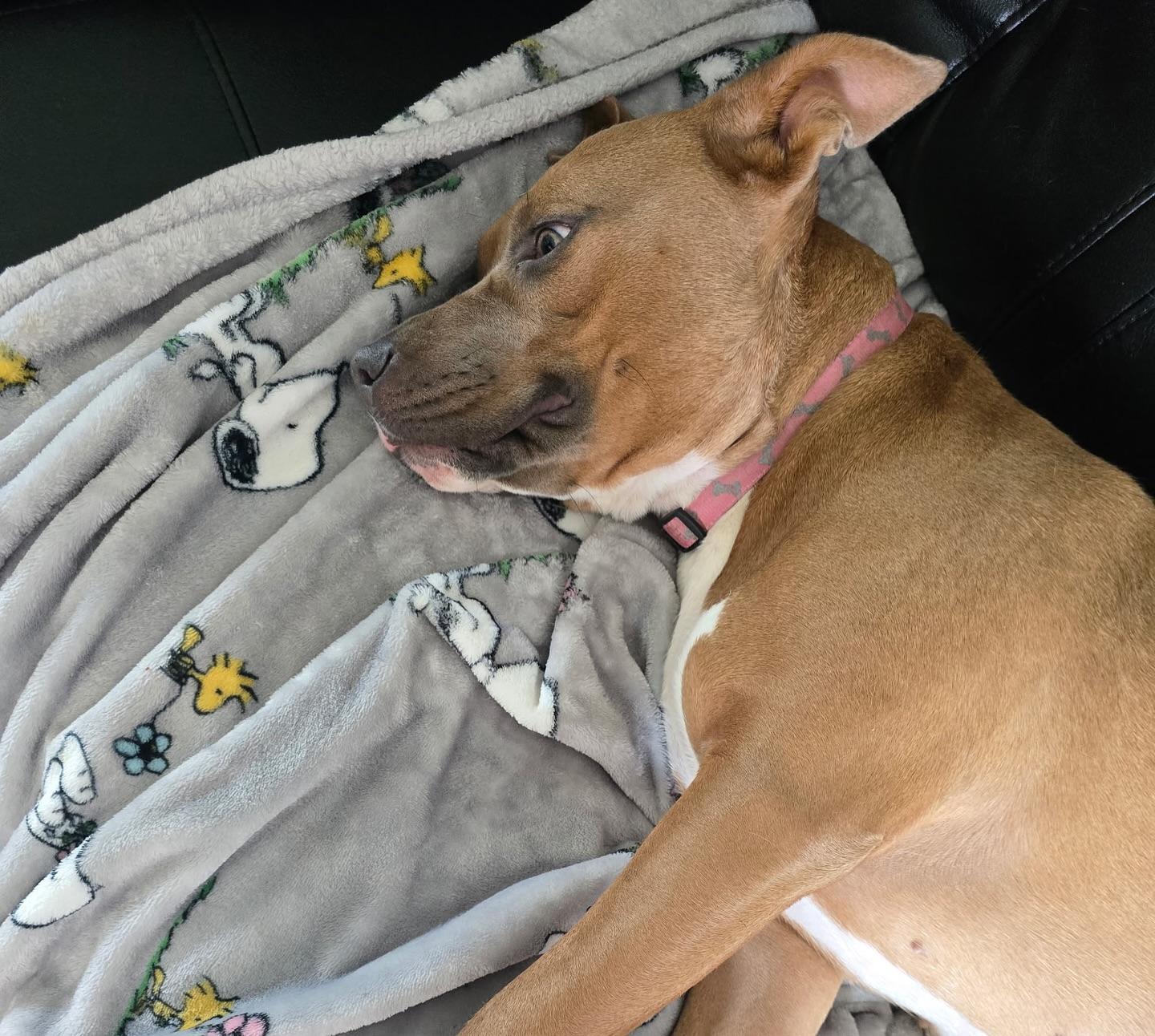 Nala, a Adoptable American Staffordshire Terrier in Salem, NH image 5/5