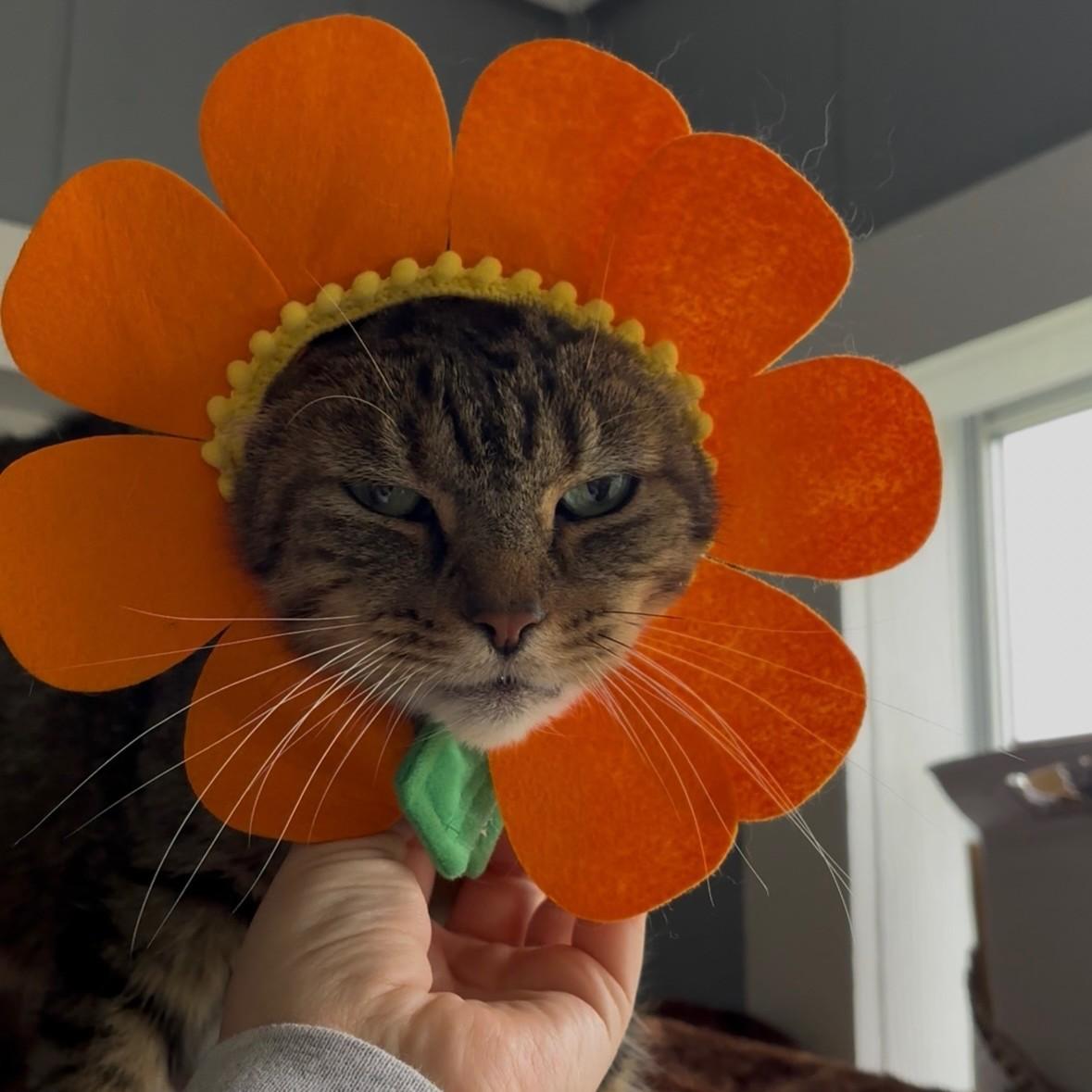 Enlarge Crackle, a Adoptable Domestic Short Hair in Onsted, MI image 1/4