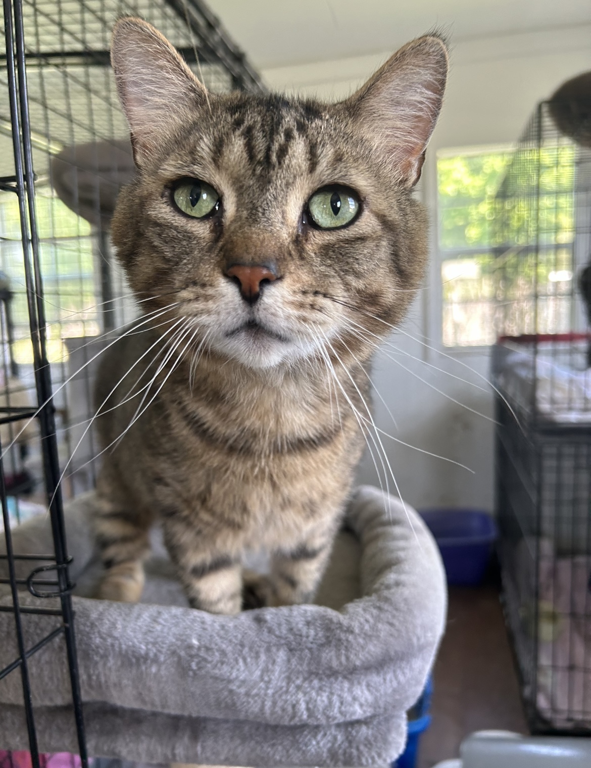 Enlarge Crackle, a Adoptable Domestic Short Hair in Onsted, MI image 3/4