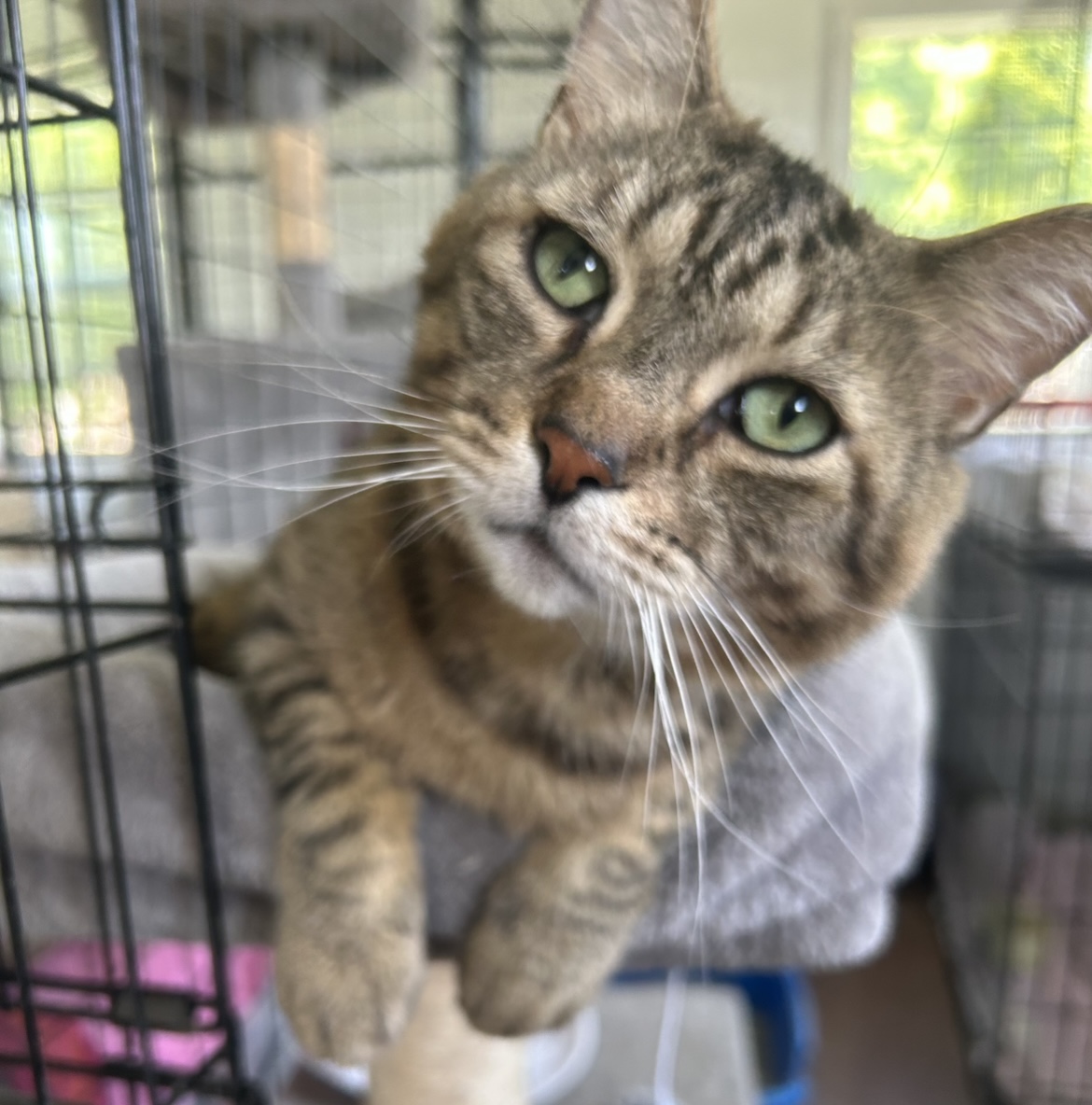 Enlarge Crackle, a Adoptable Domestic Short Hair in Onsted, MI image 4/4