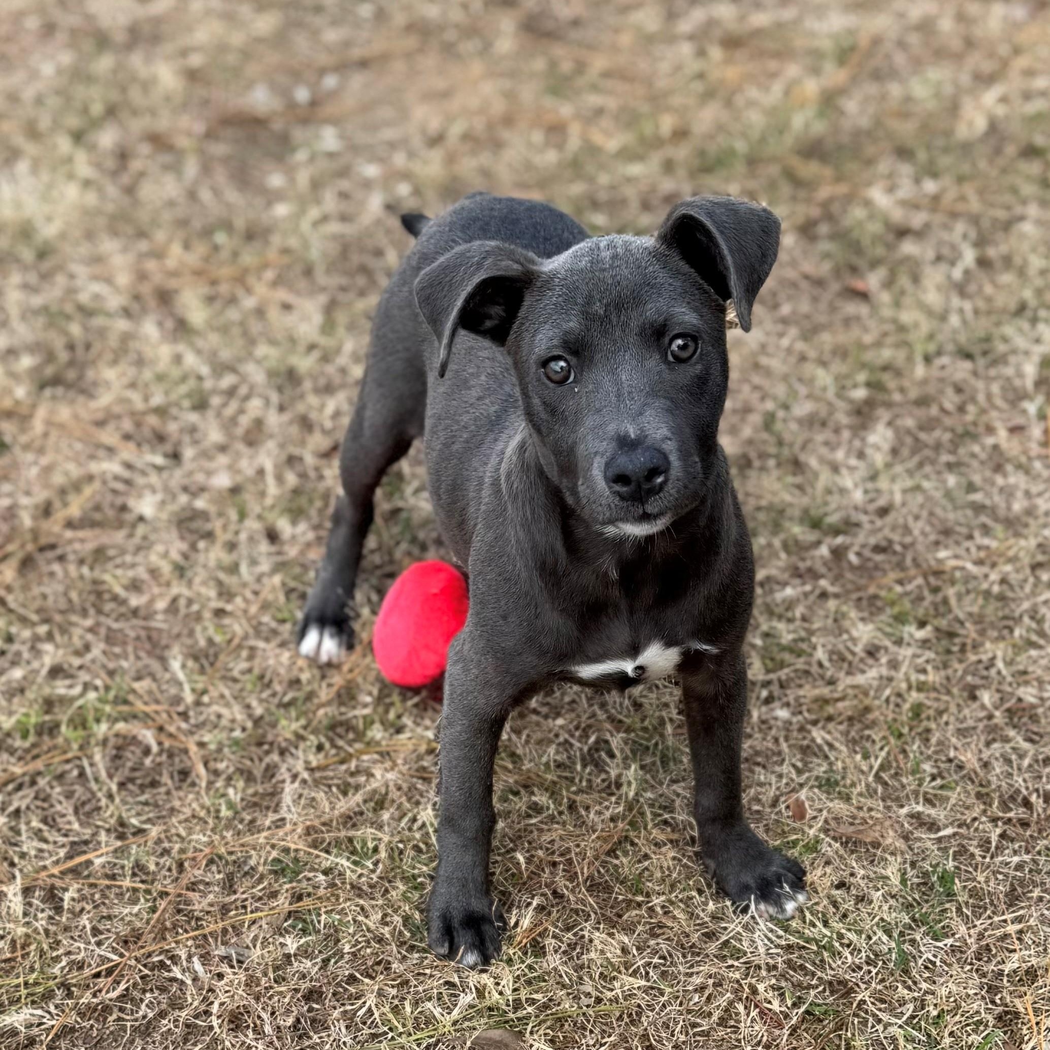 Enlarge Donna , an adopted Mixed Breed in Summerdale, AL image 1/1