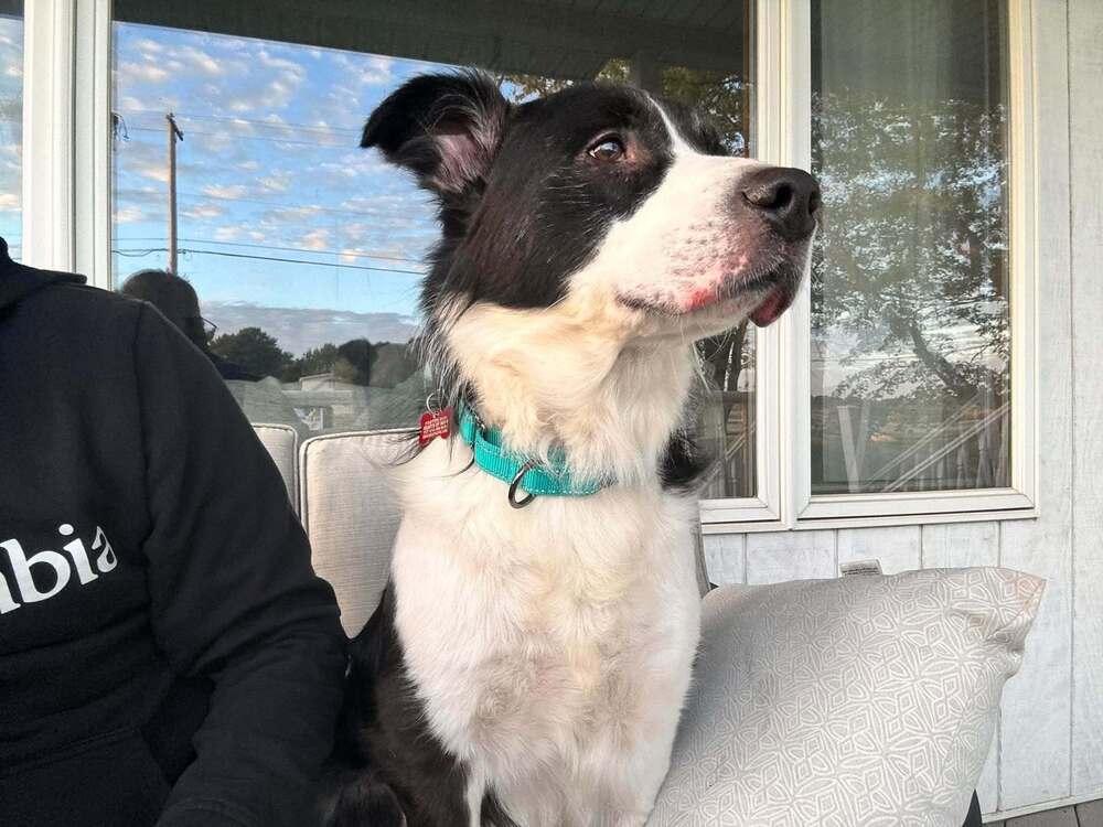 Sebastian, Adoptable, Adult Male Border Collie.