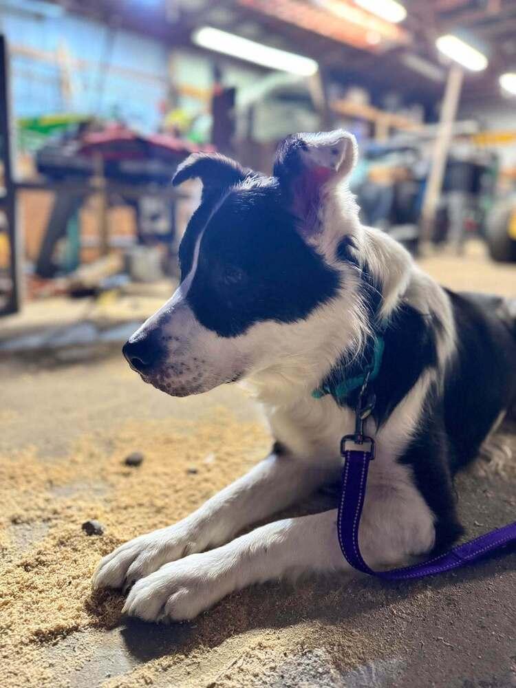 Enlarge Sebastian, a Adoptable mixed breed in Grand Rapids, MI image 4/4
