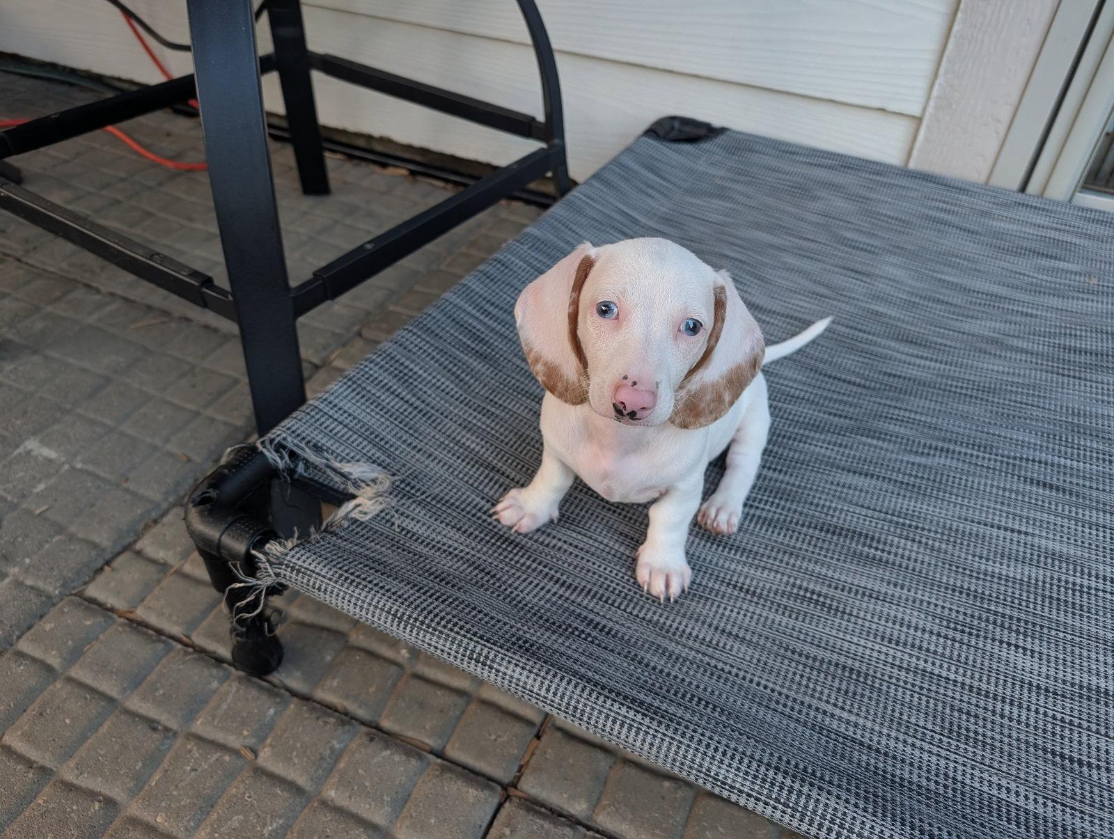 Enlarge Tater, a Adoptable Dachshund in Sioux Falls, SD image 1/2