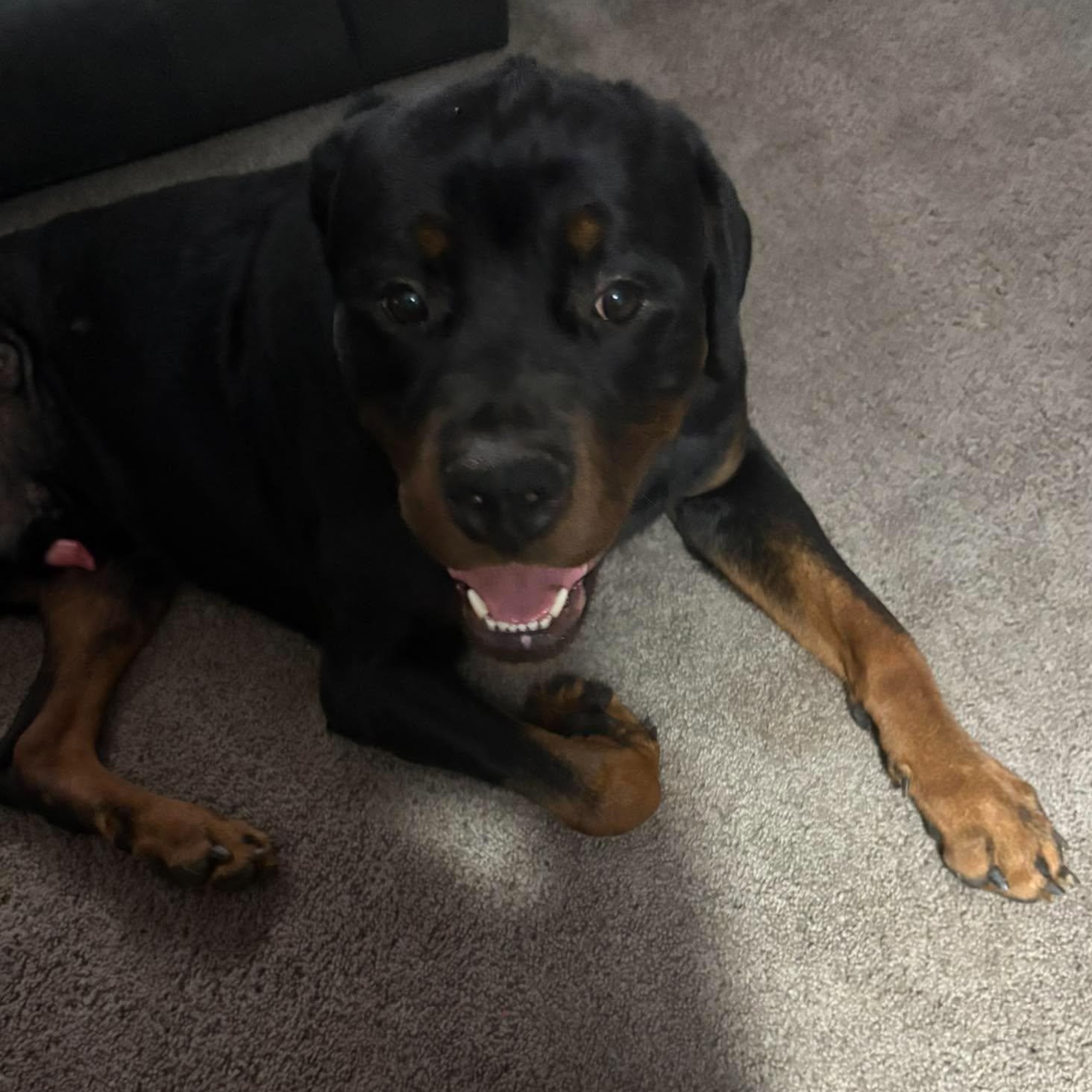 Enlarge Tito, a Adoptable Rottweiler in Holley, NY image 6/6