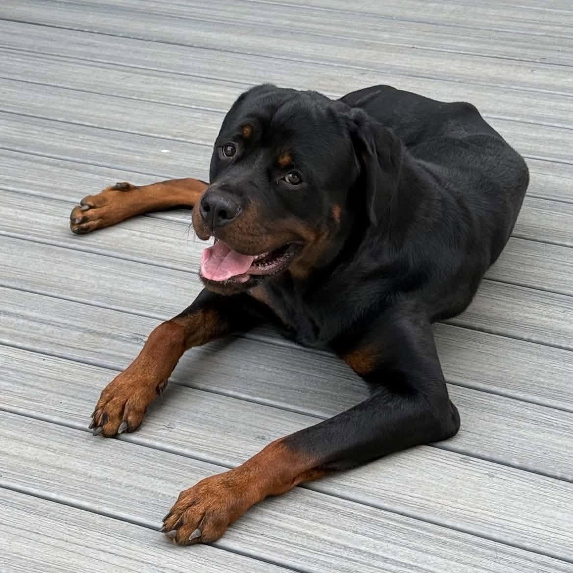 Tito, Adoptable, Adult Male Rottweiler.