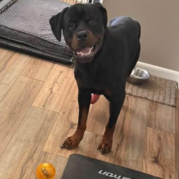 Enlarge Tito, a Adoptable Rottweiler in Holley, NY image 2/6