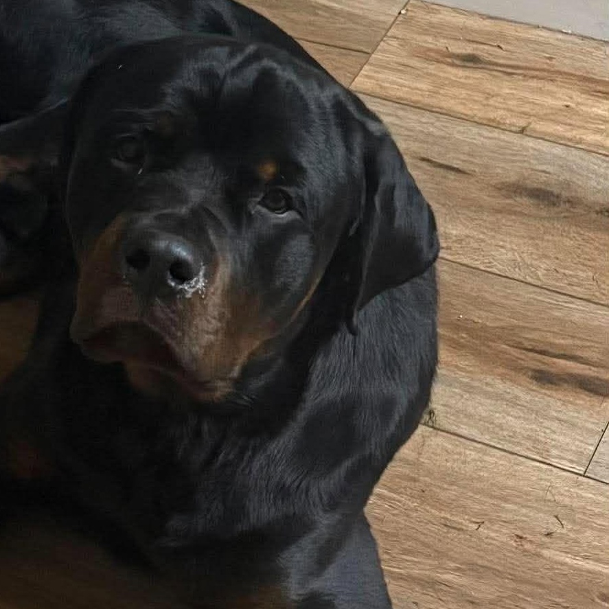 Enlarge Tito, a Adoptable Rottweiler in Holley, NY image 3/6