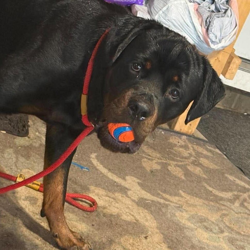 Enlarge Tito, a Adoptable Rottweiler in Holley, NY image 4/6