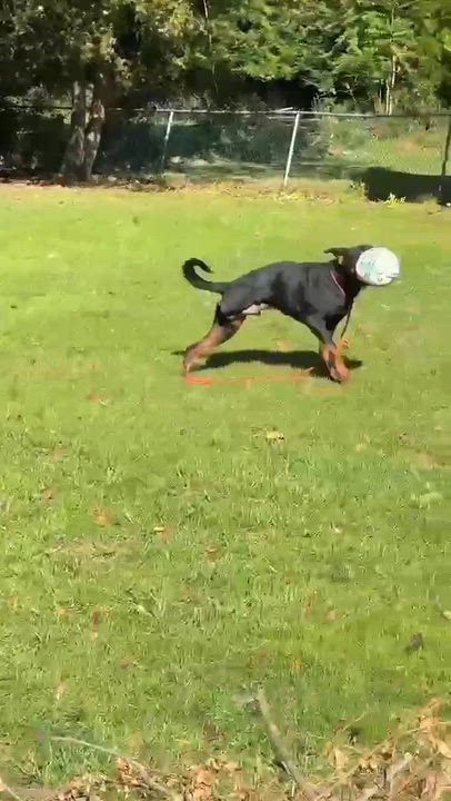 Enlarge Tito, a Adoptable Rottweiler in Holley, NY video 5/6
