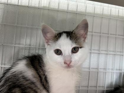 Enlarge Maraschino Cherry, a Adoptable mixed breed in Elmira, NY image 1/1