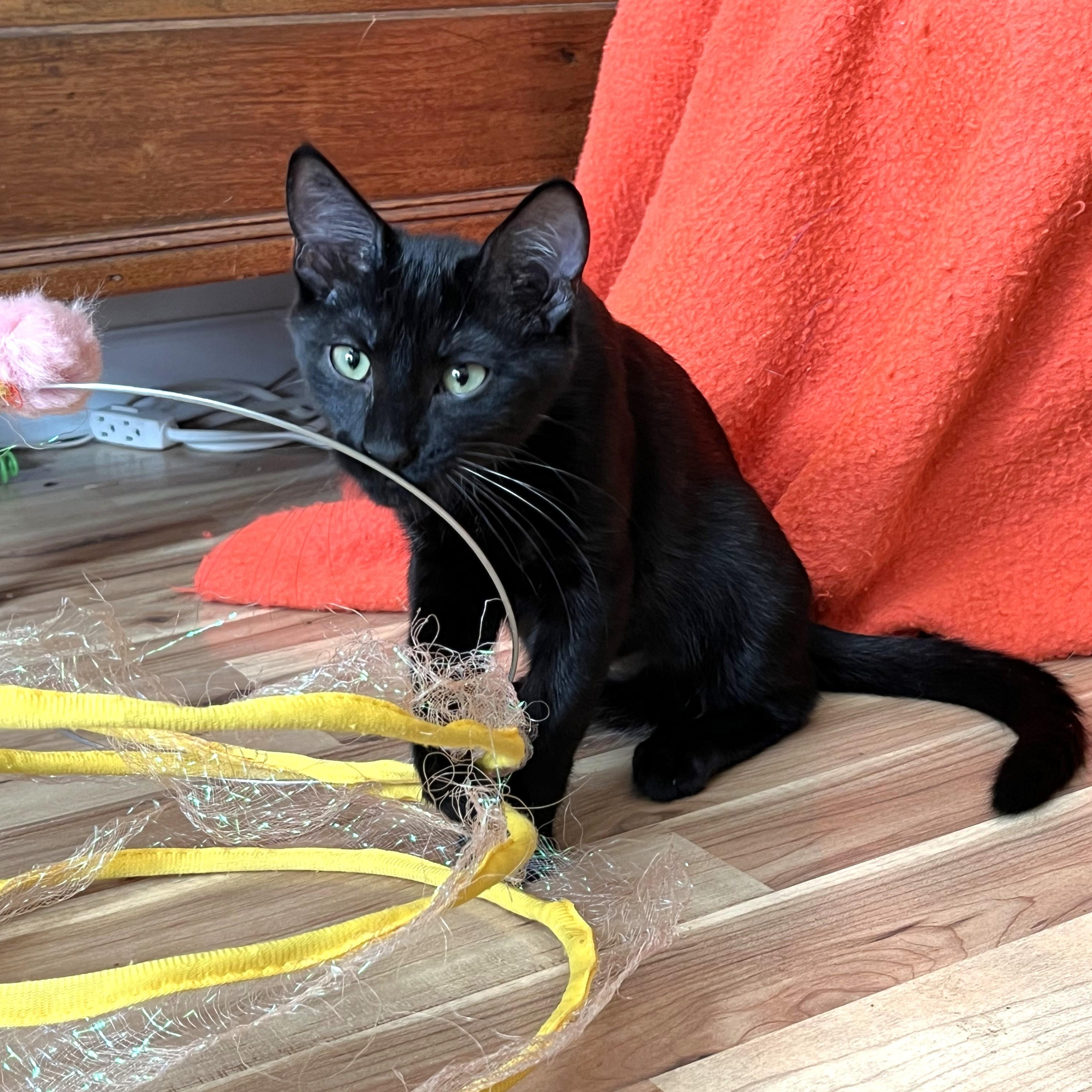 Enlarge Elijah, a Adoptable Domestic Short Hair in Apex, NC image 4/6