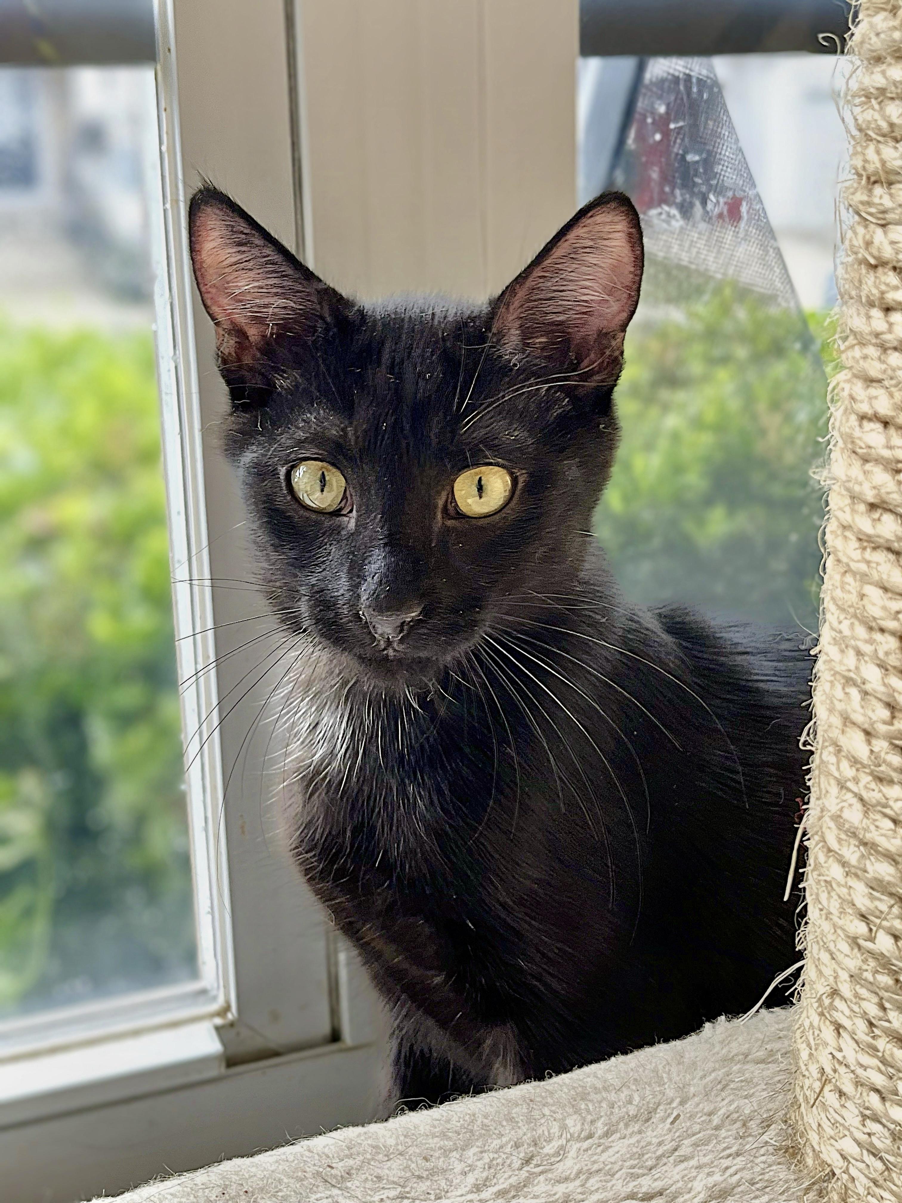 Elijah, ADOPTABLE, Kitten Male Domestic Short Hair.