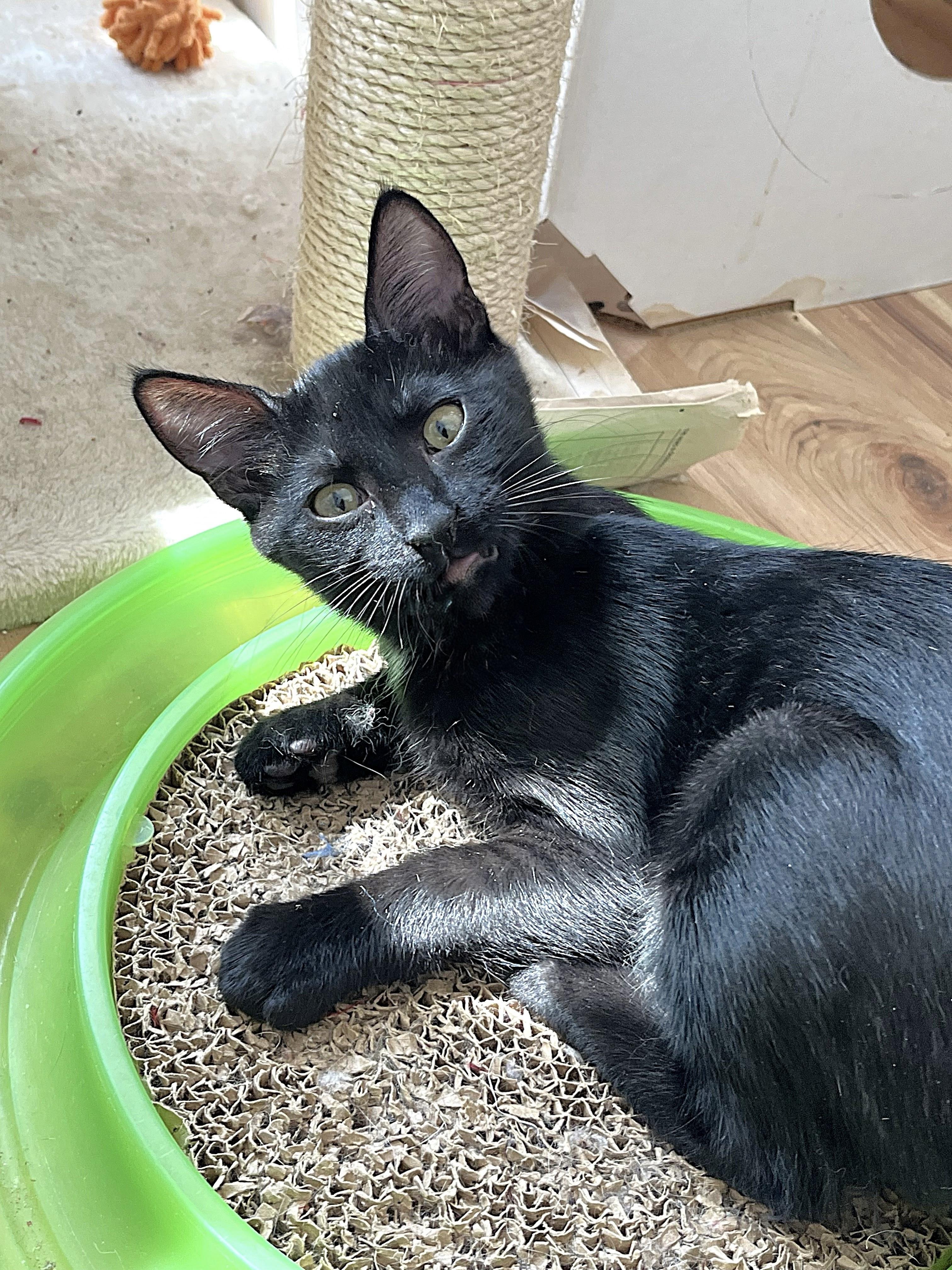 Enlarge Elijah, a Adoptable Domestic Short Hair in Apex, NC image 3/6