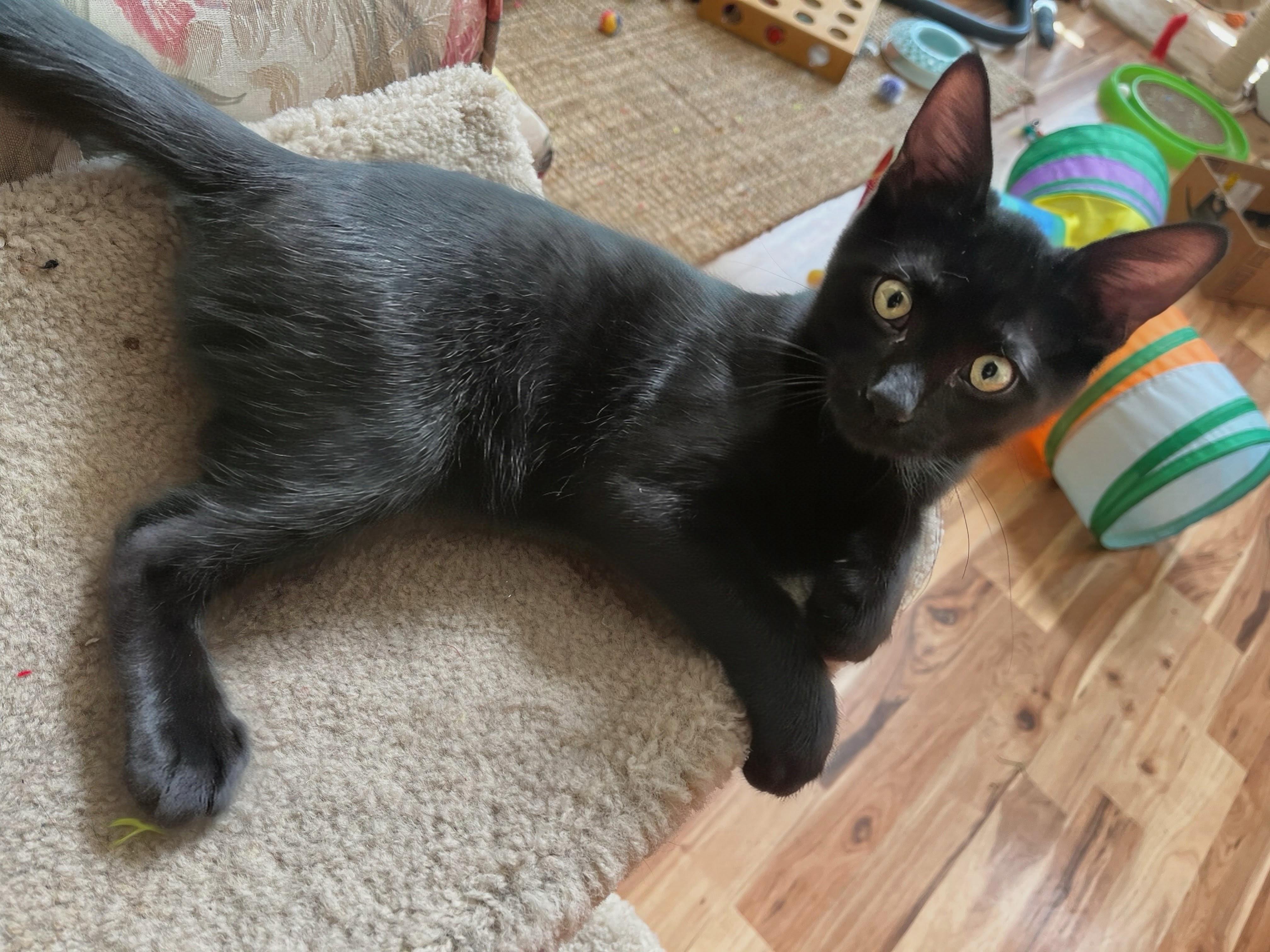 Enlarge Elijah, a Adoptable Domestic Short Hair in Apex, NC image 5/6