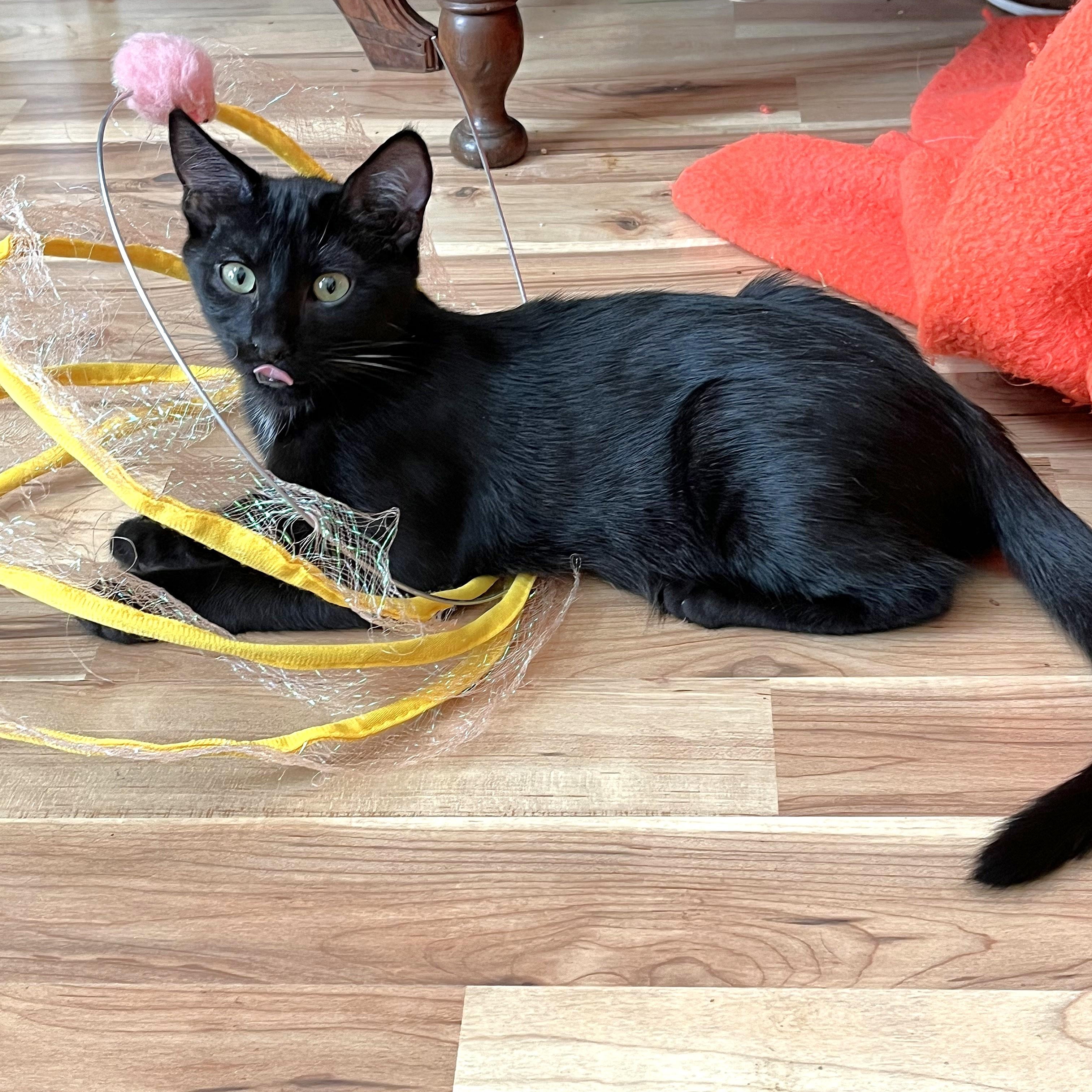 Enlarge Elijah, a Adoptable Domestic Short Hair in Apex, NC image 2/6