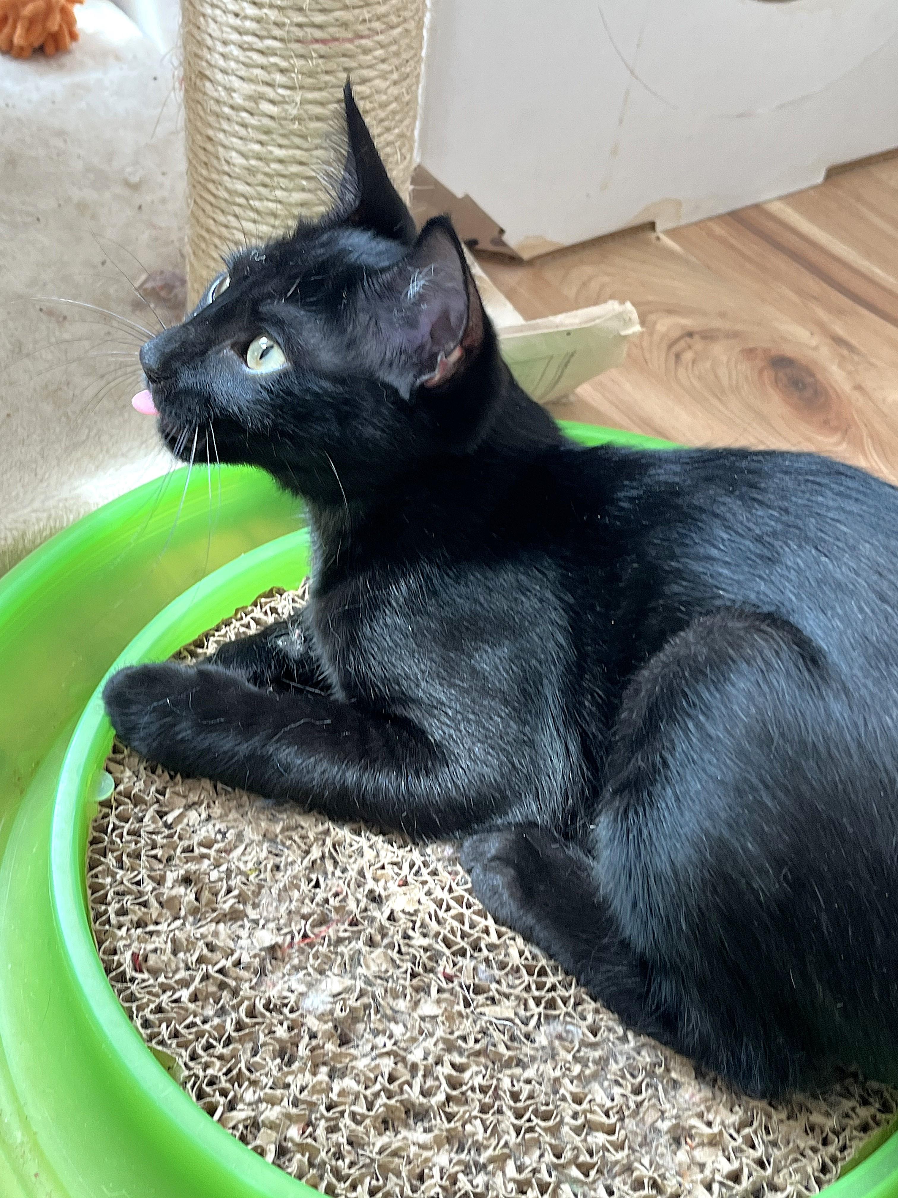 Enlarge Elijah, a Adoptable Domestic Short Hair in Apex, NC image 6/6