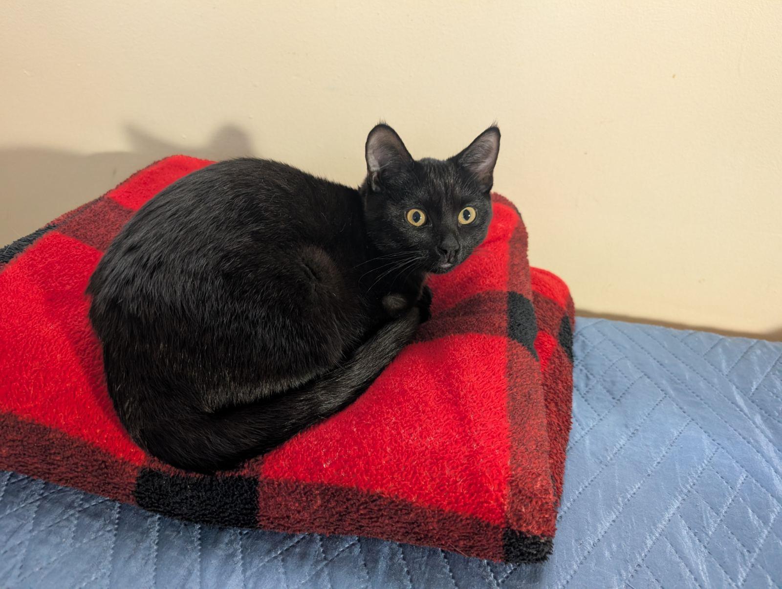 Shiso, Adoptable, Young Female Domestic Medium Hair.