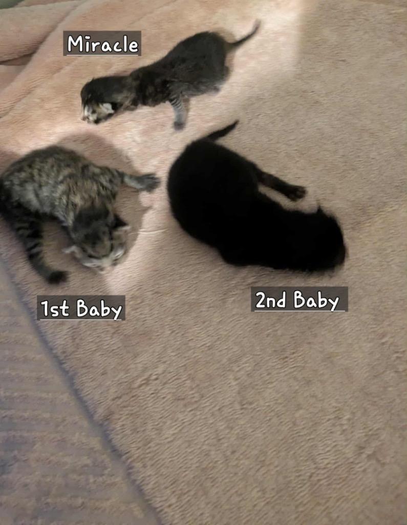 Enlarge Valor 1st Baby, a Adoptable mixed breed in Tampa, FL image 1/1