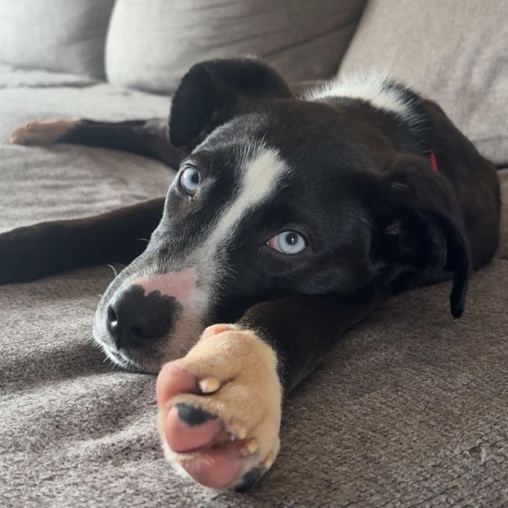 Zola (previously Chanel), Adoptable, Young Female Australian Cattle Dog / Blue Heeler.