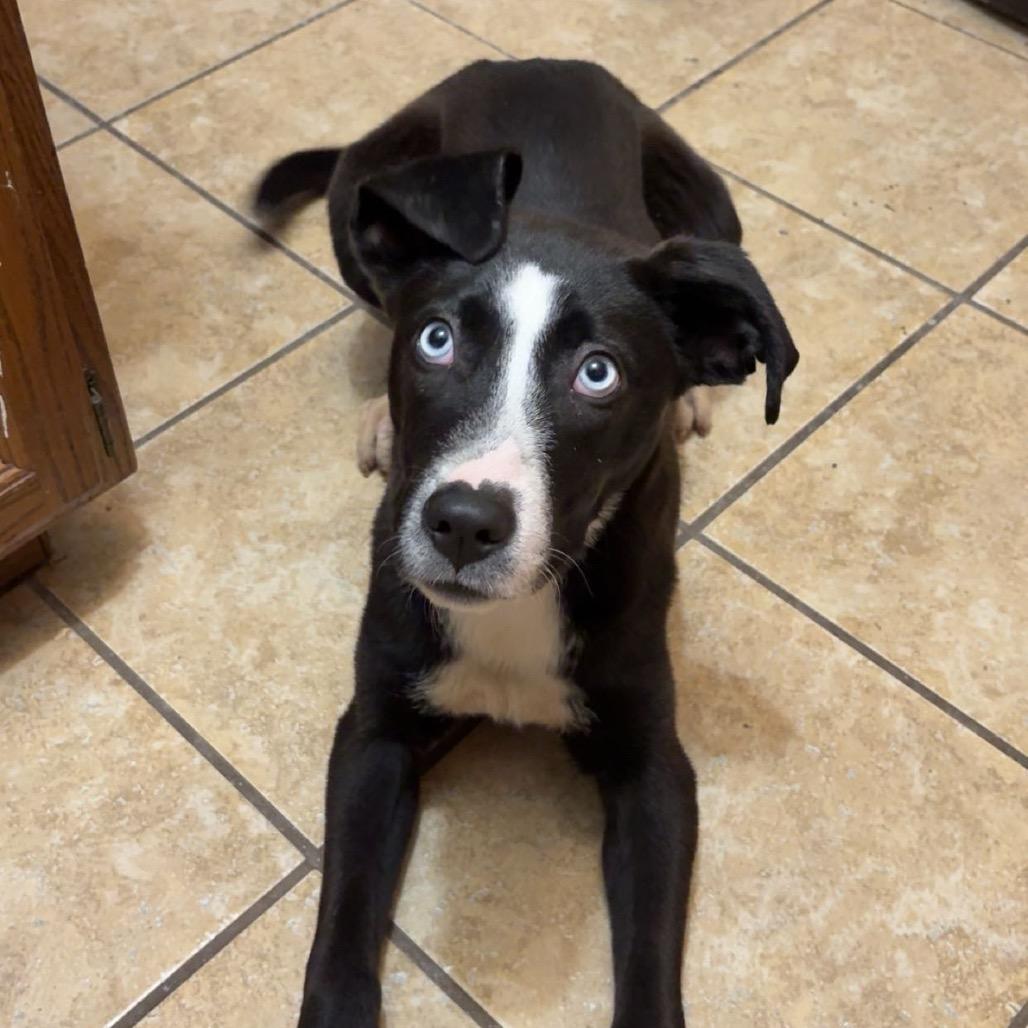 Enlarge Zola (previously Chanel), a Adoptable mixed breed in Muscatine, IA image 2/6